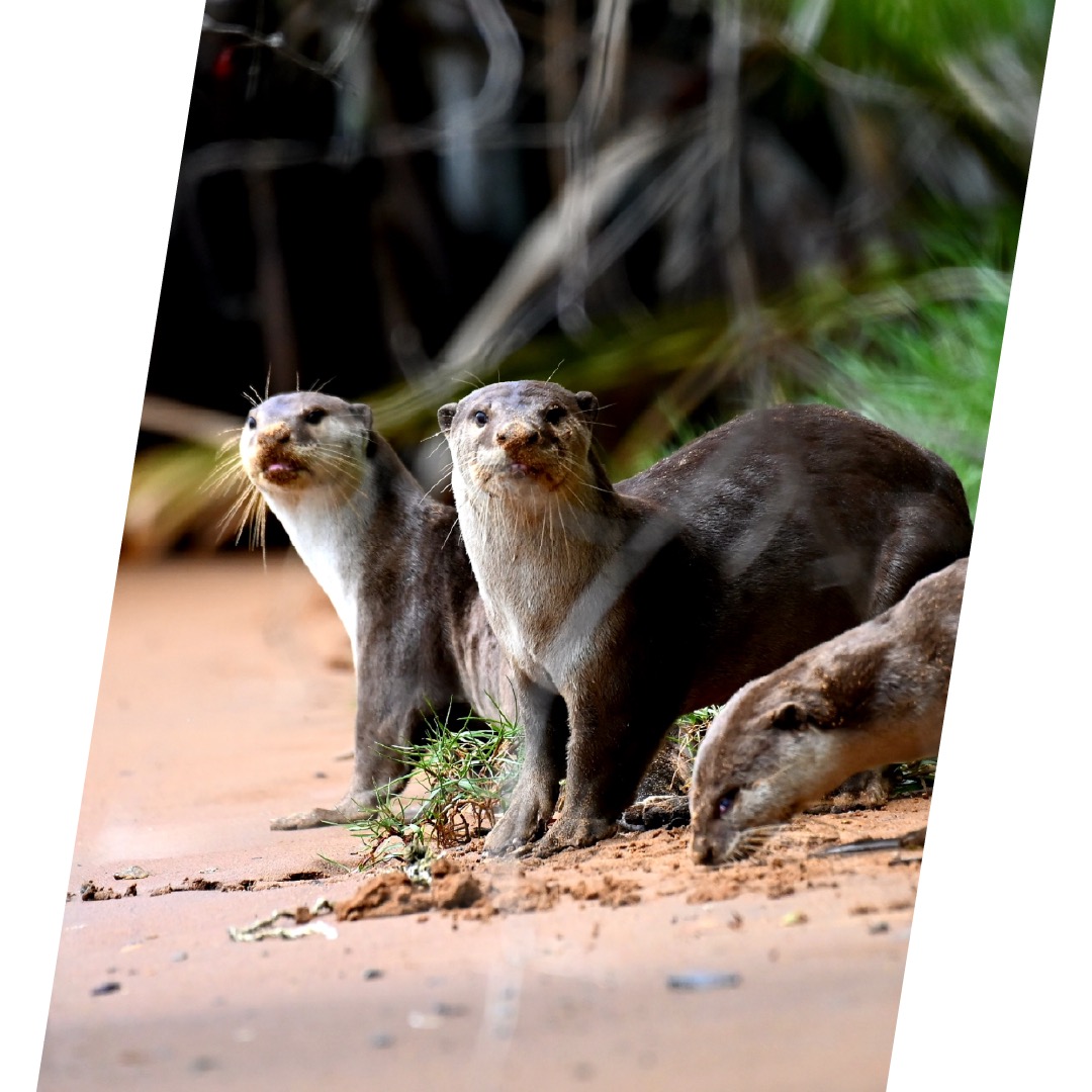 Otter 4140-otters-copy.jpg