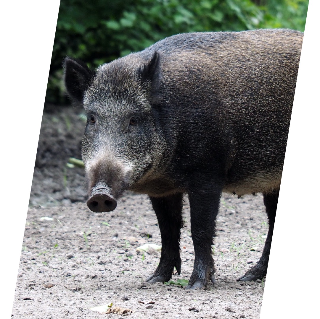 Wild Boar 4140-wild-boars-copy.jpg
