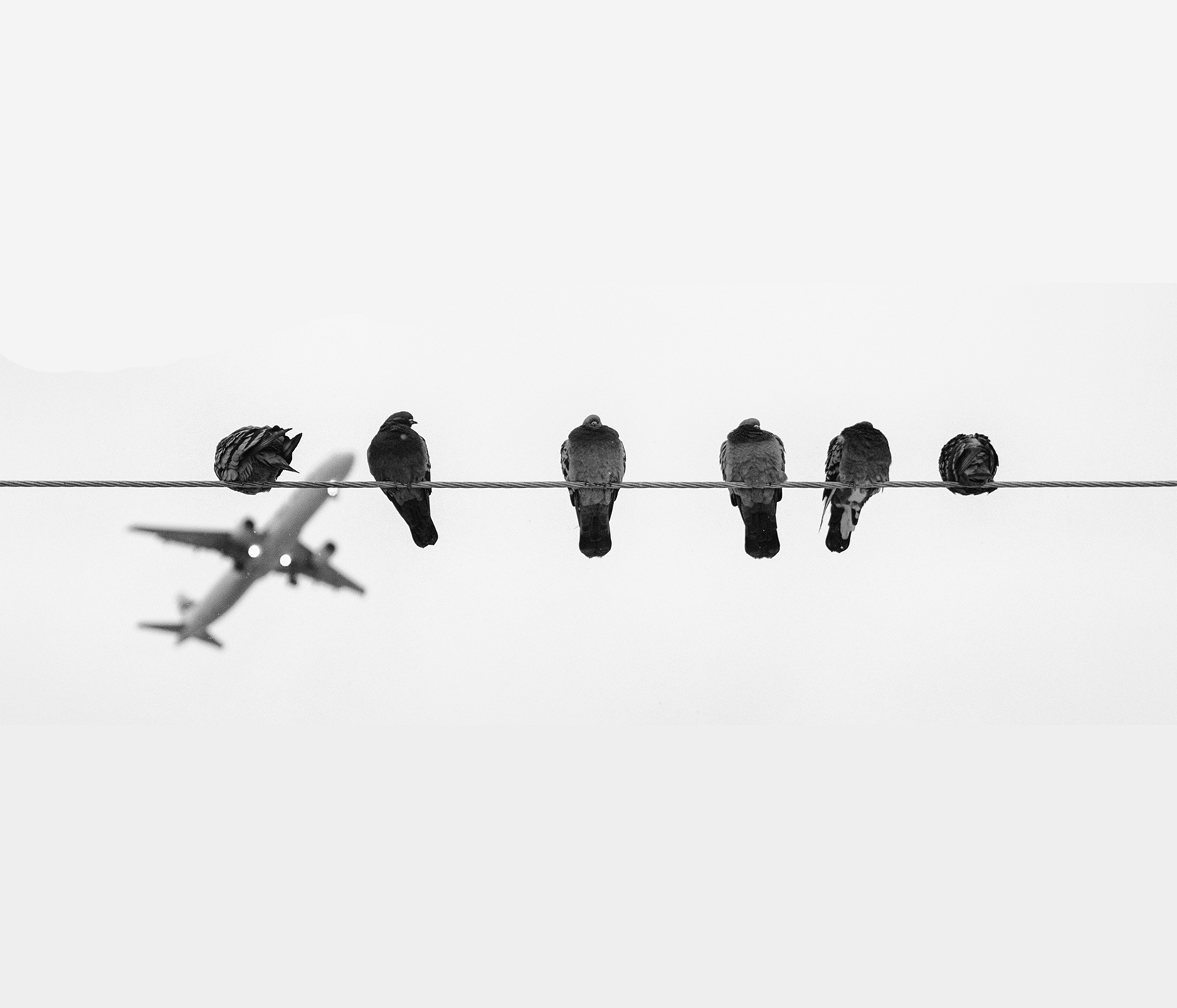 4198-pigeon-plane.jpg