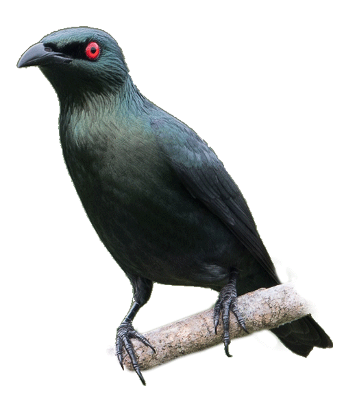 4334-starling.png