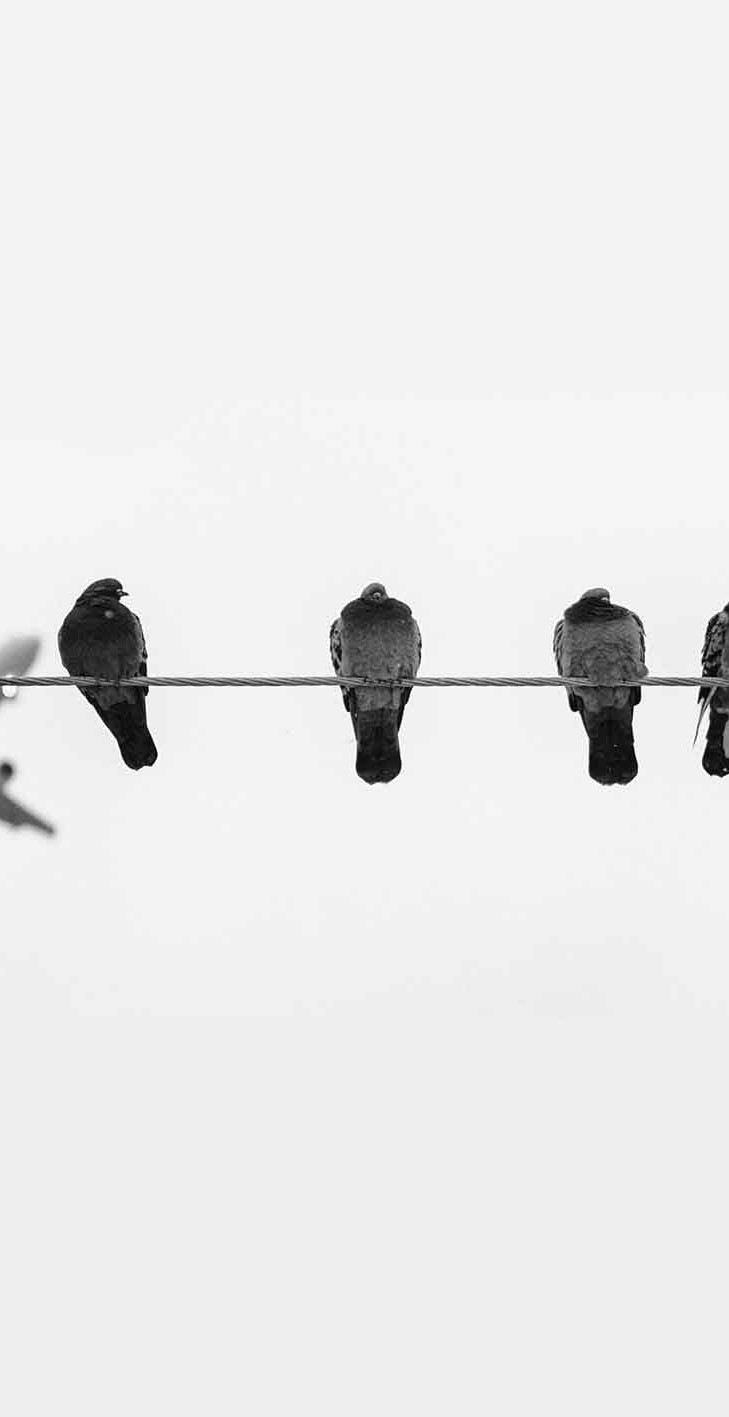 458072914172419-pigeon-plane-low.jpg