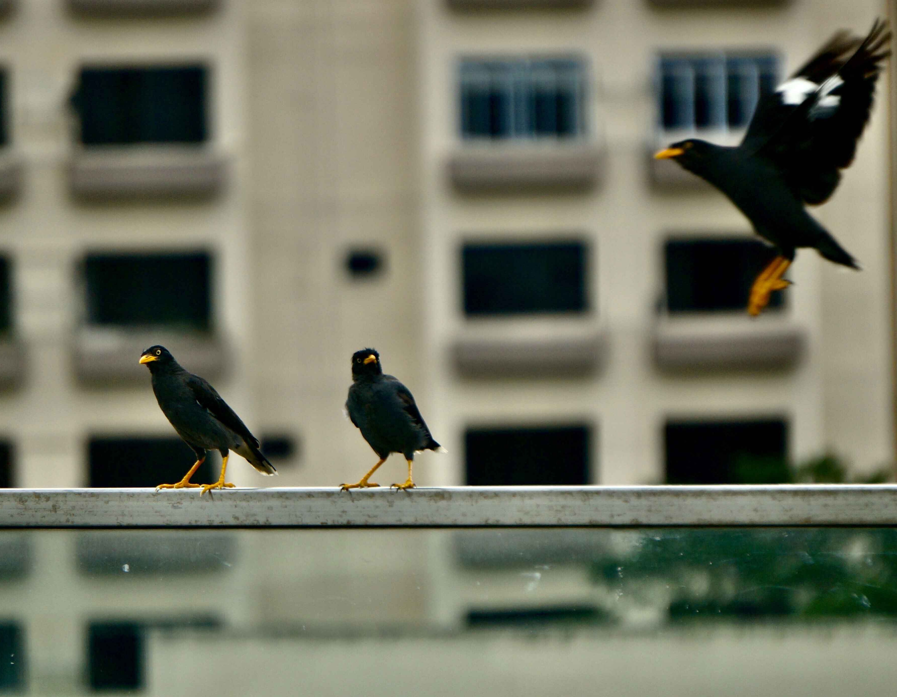 Bird Proofing Tools 676035502760852-myna-on-ledgelow.jpg