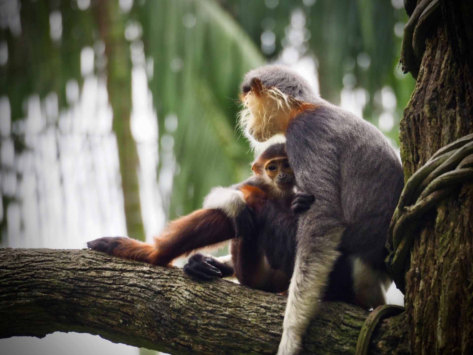 Wildlife & Animal Management | Mastermark Pte Ltd