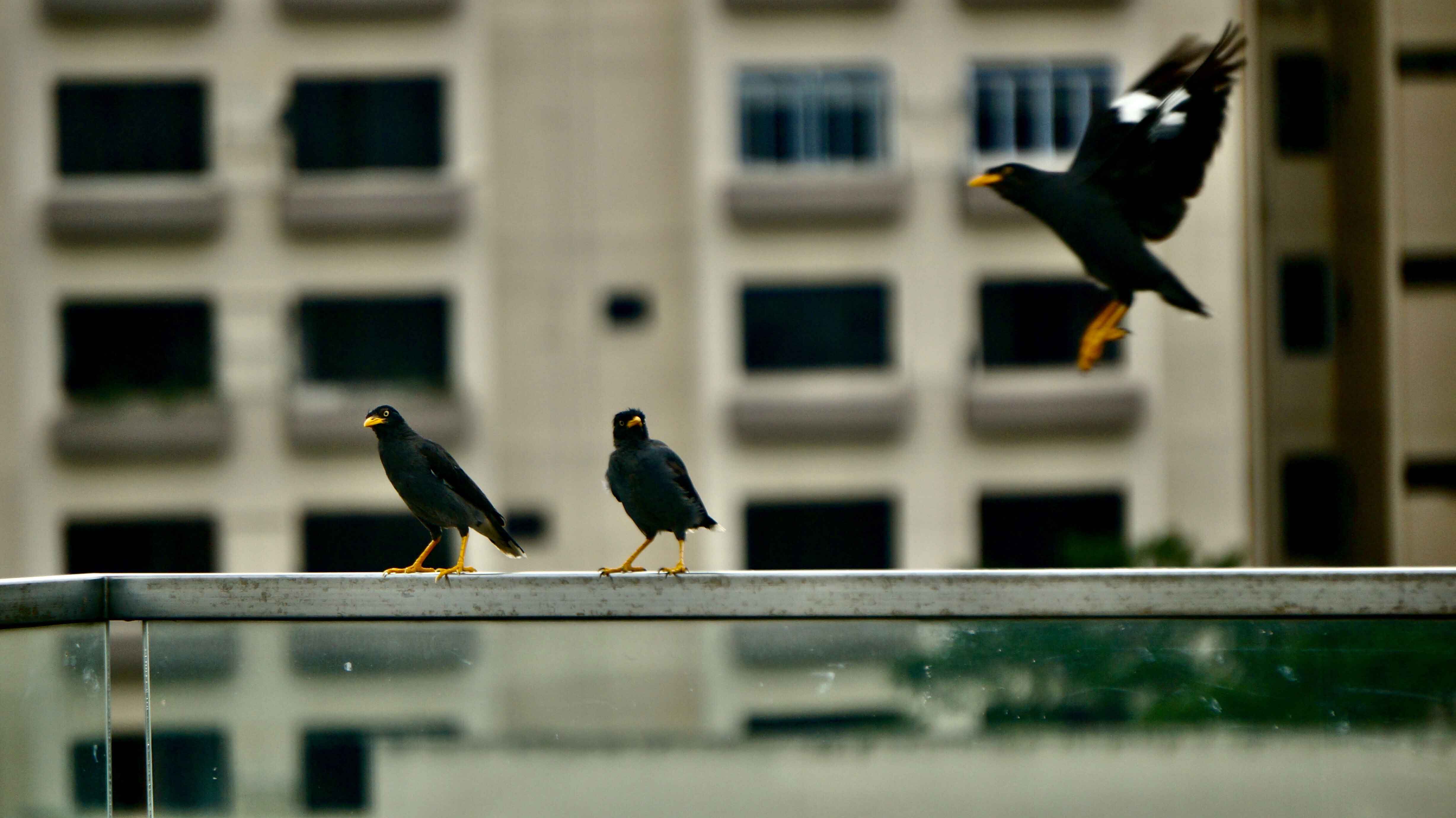 852-myna-on-ledgelow.jpg