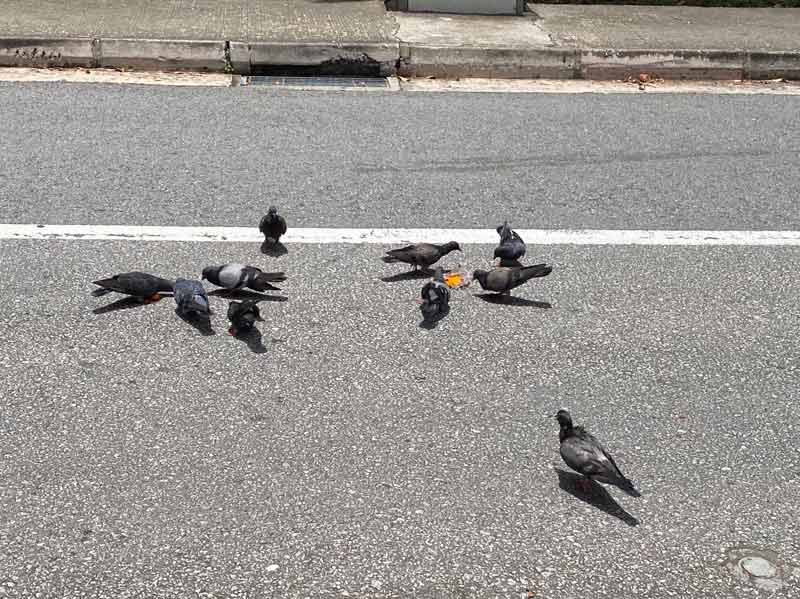 899-r889-pigeons-on-road-lowlow.jpg