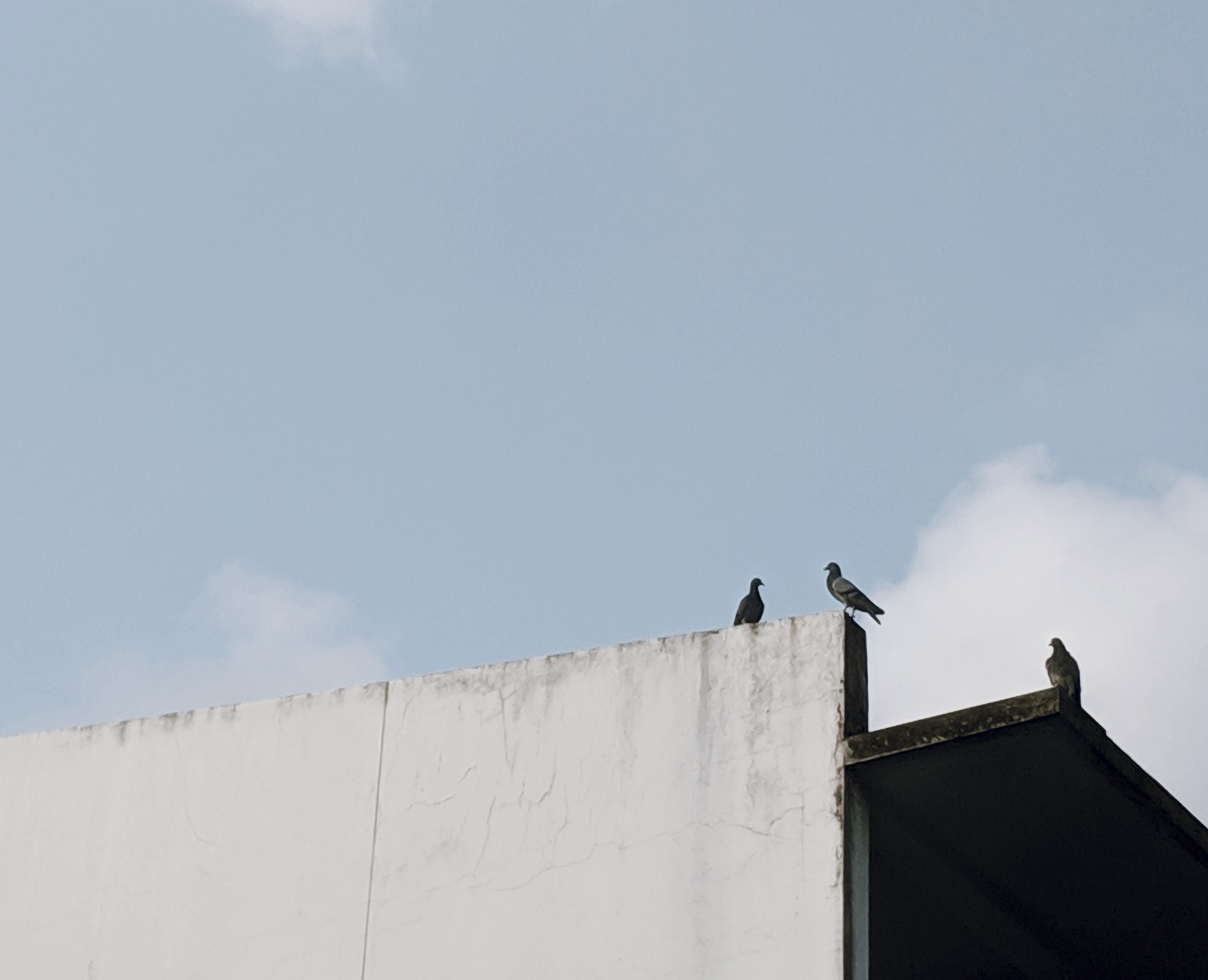 r1446-pigeons-roof-min.jpg