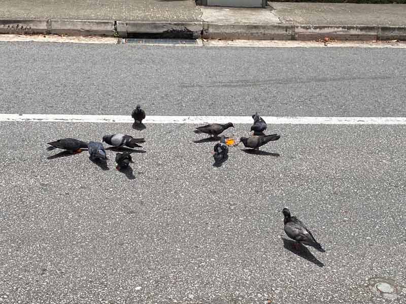 r889-pigeons-on-road-lowlow.jpg