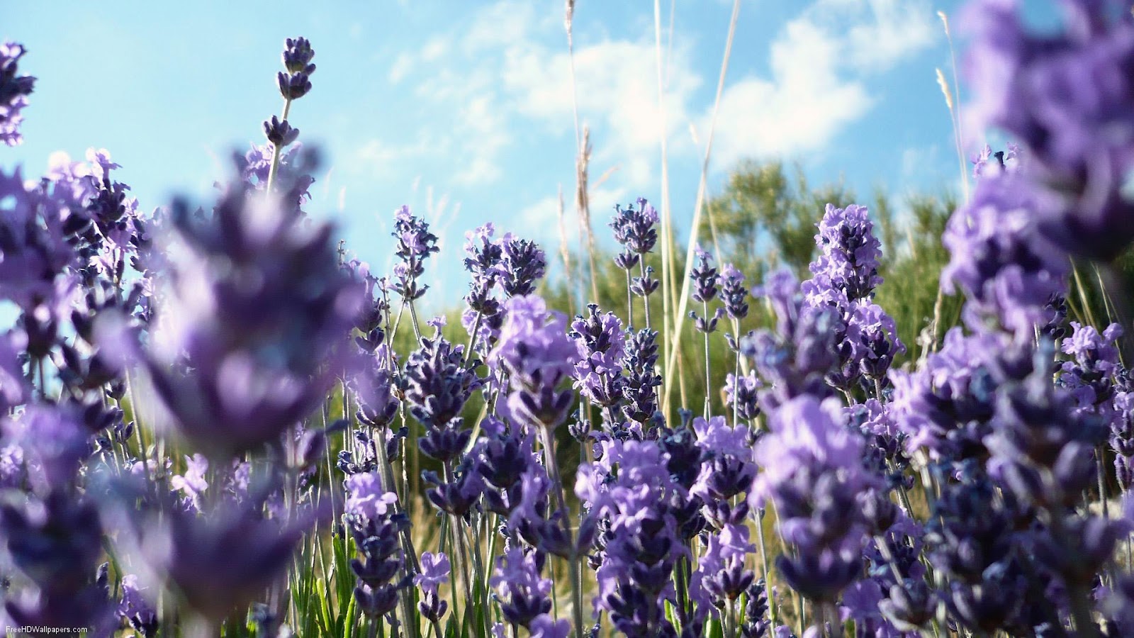 r1268-lavander-loccitane-provence.jpg