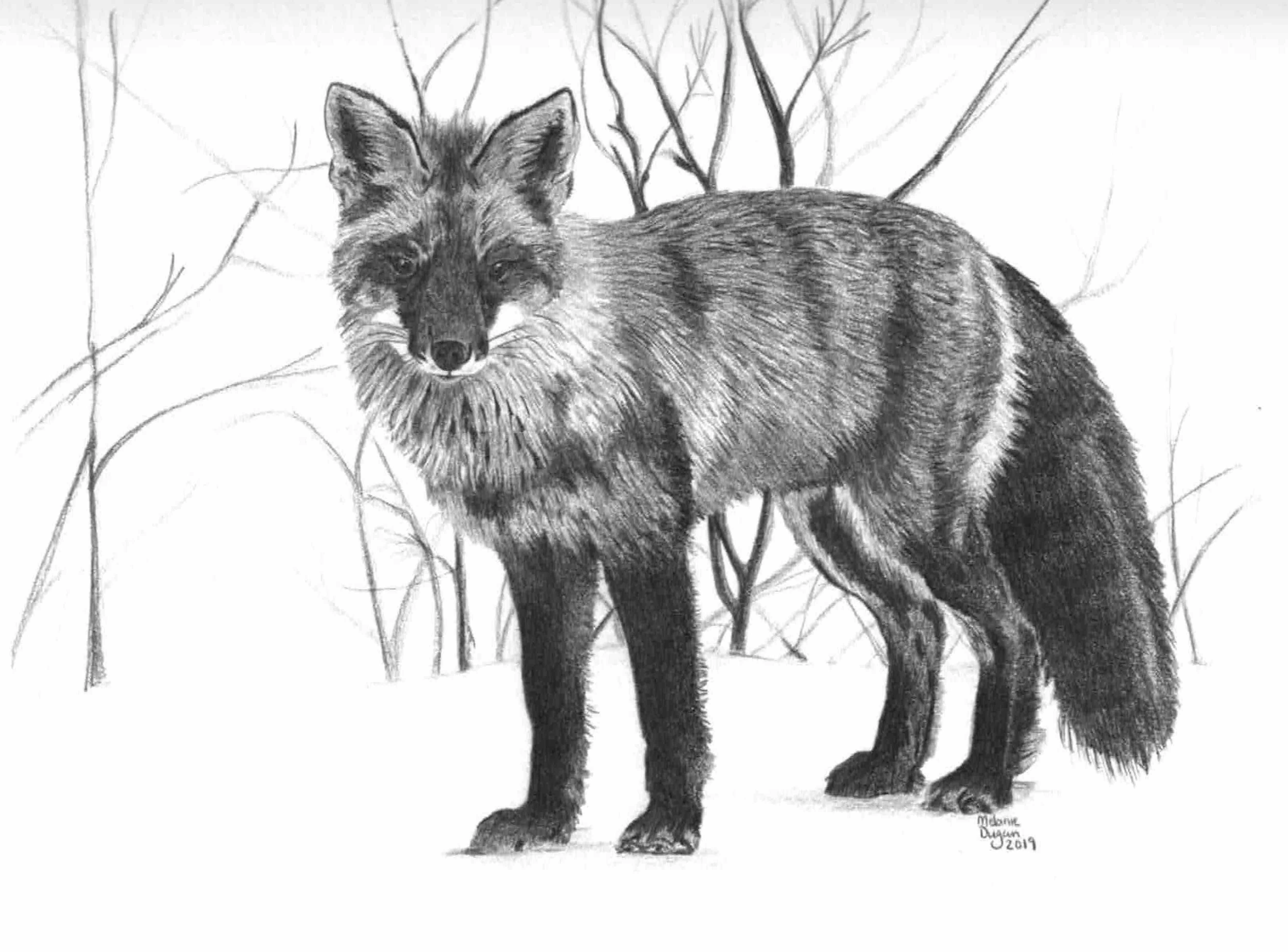 449-red-fox-in-black-and-white-16966592877977.jpeg