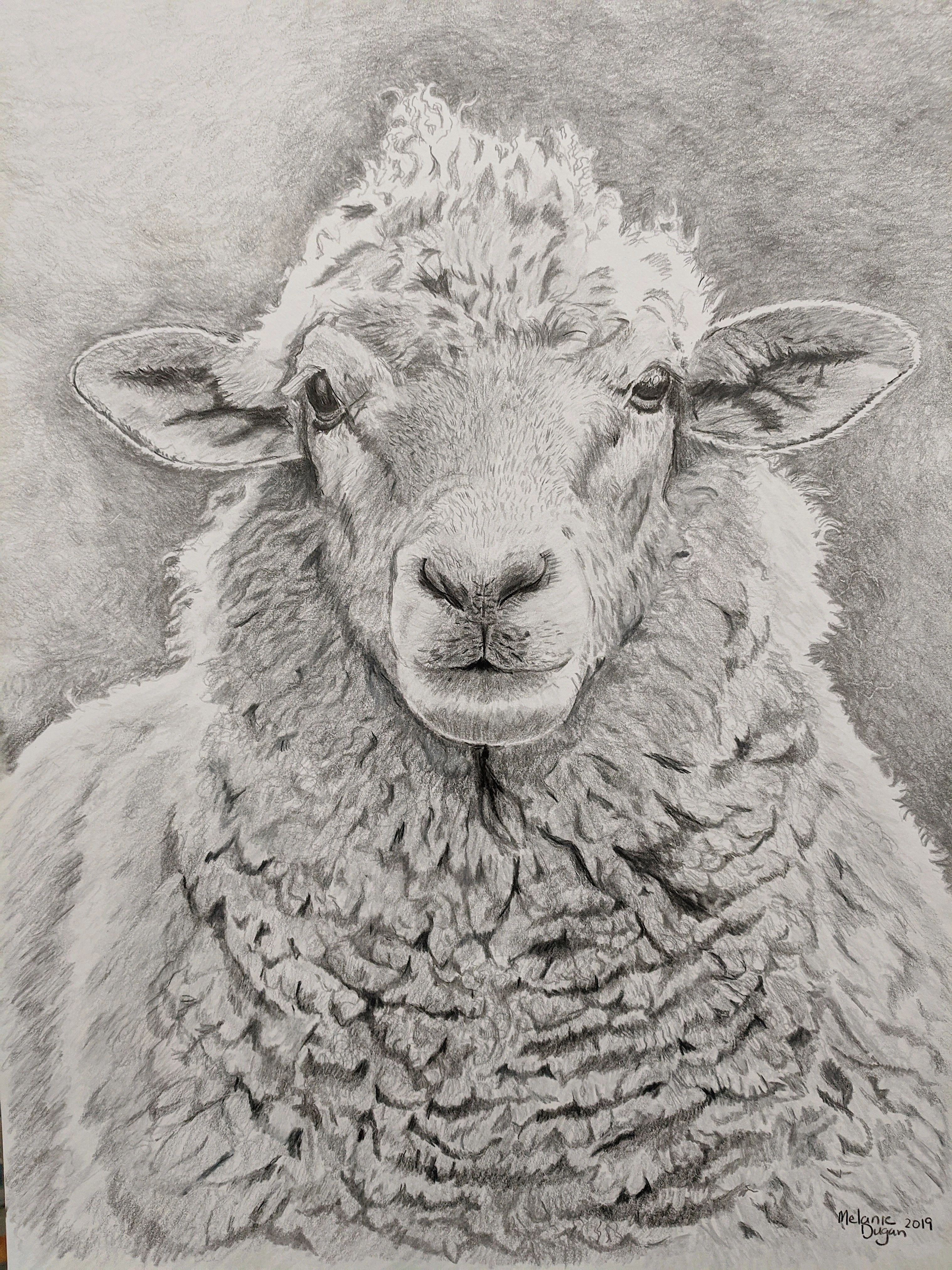 457-wooly-sheep-jpg-16966902973597.jpg