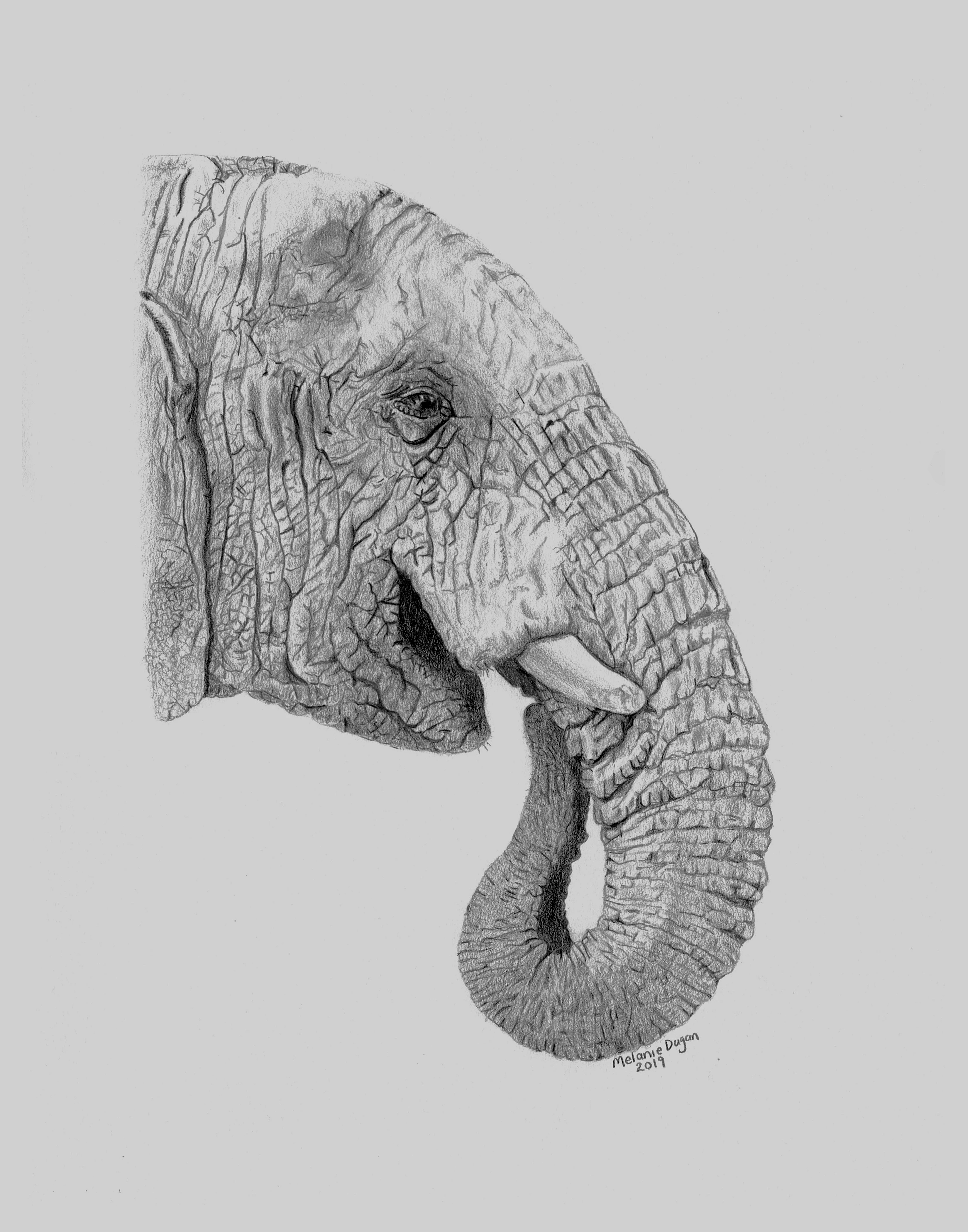 464-melanie-elephant-scan-2-16966904938475.jpg