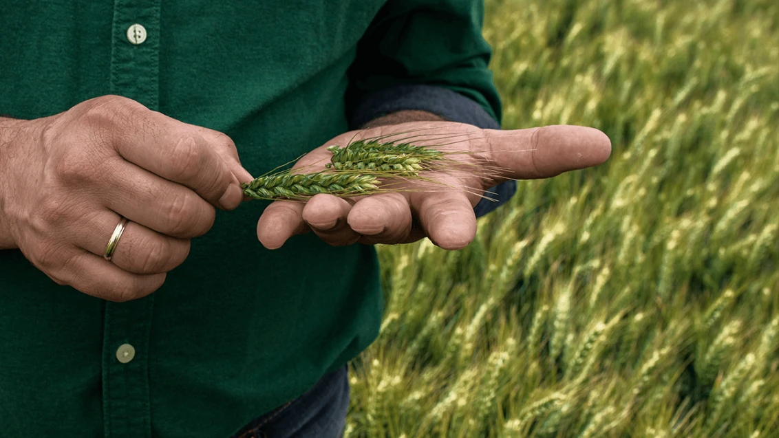 779-1240x1000syngentabout613513-17465395198771.png