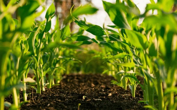 861-fertilizers-17502560657945.png