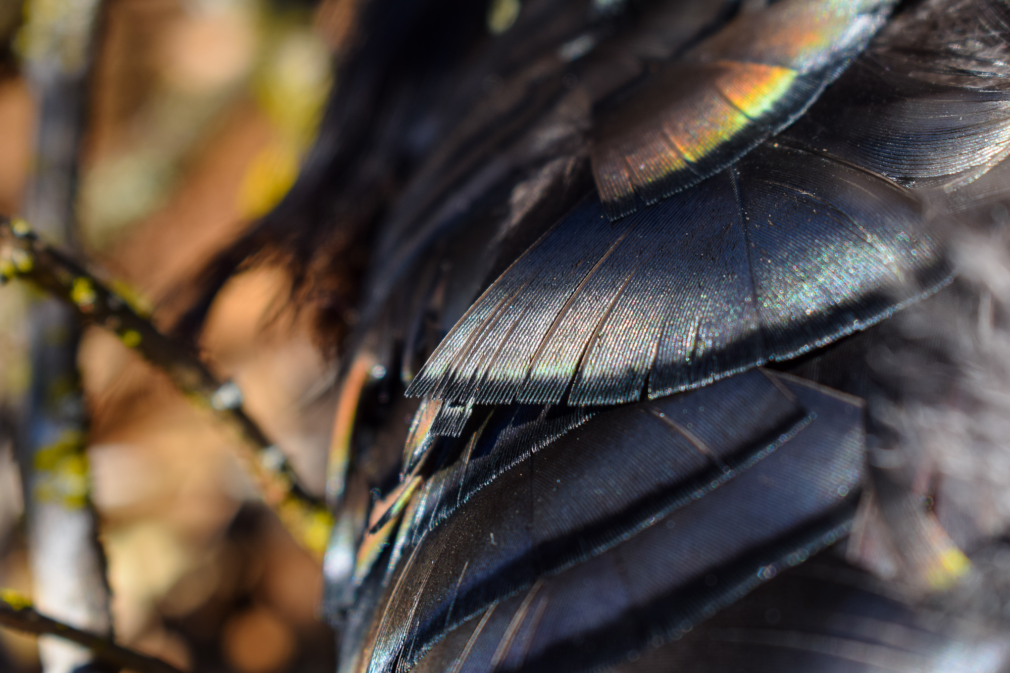 HOME - Art of Michael A. Crill