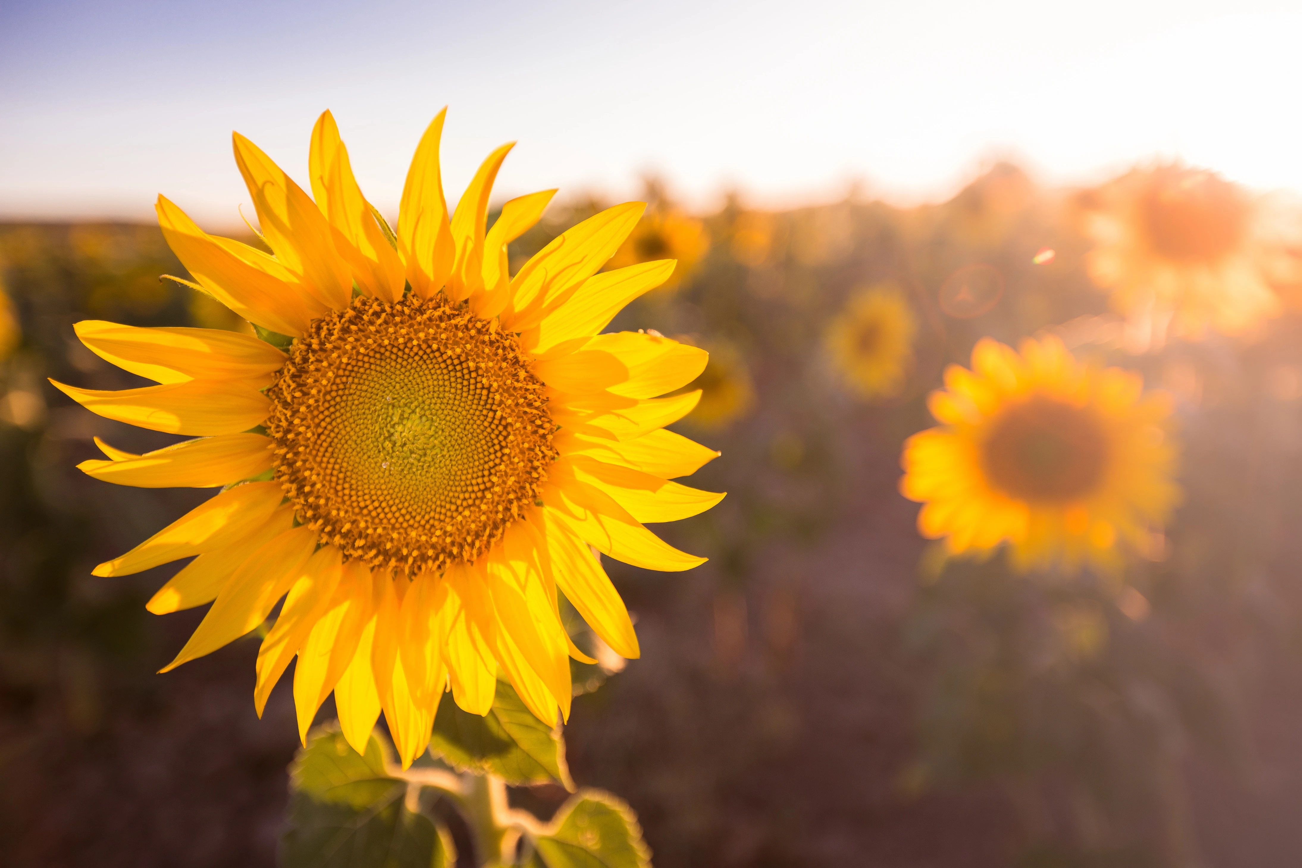 r221-npbright-colorful-sunflower-in-sunlight5xxa7pstandardphoto-1-17626604201971.jpg