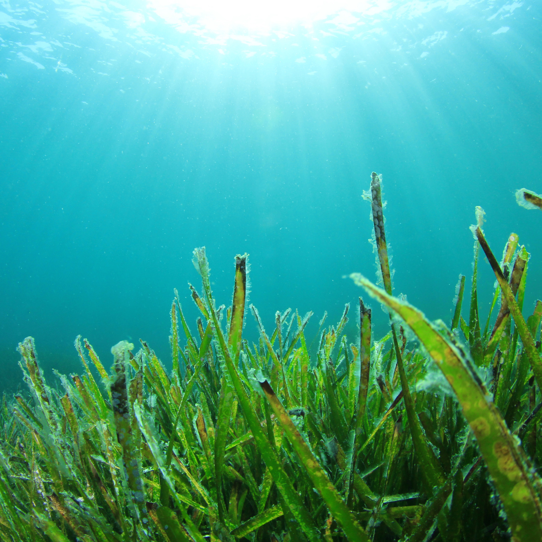 Palhinhas de algas marinhas