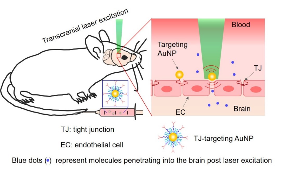 648-blood-brain-barrier.jpg