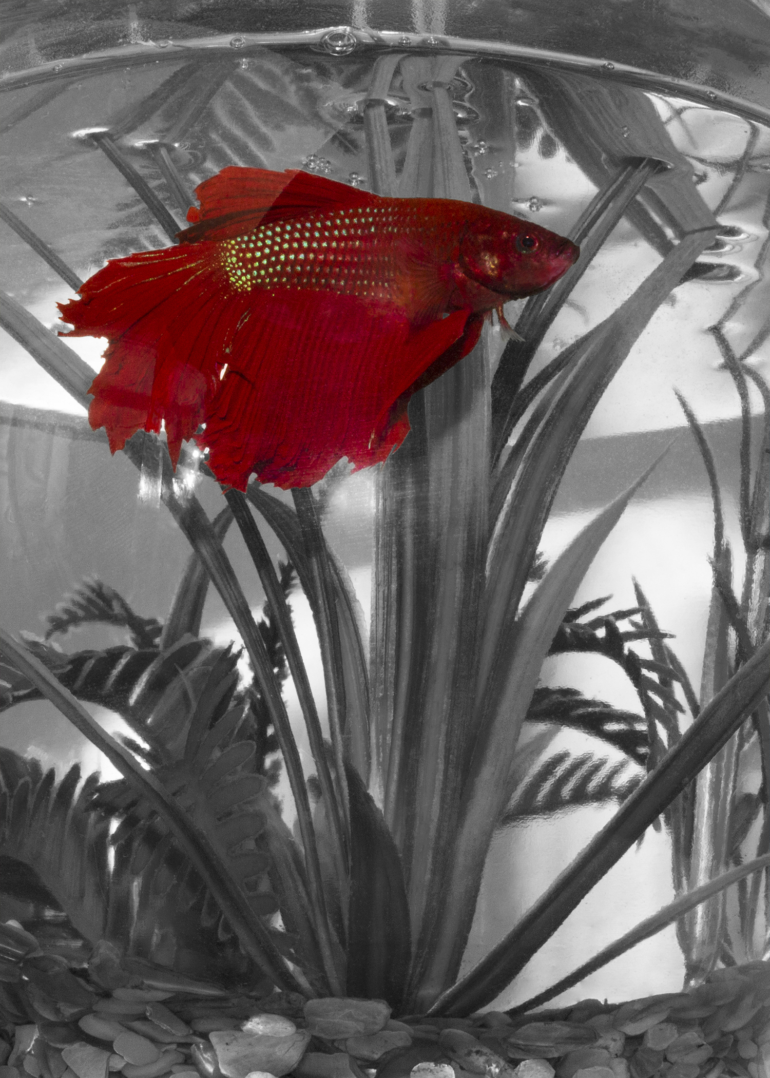 Red Fish Photo
