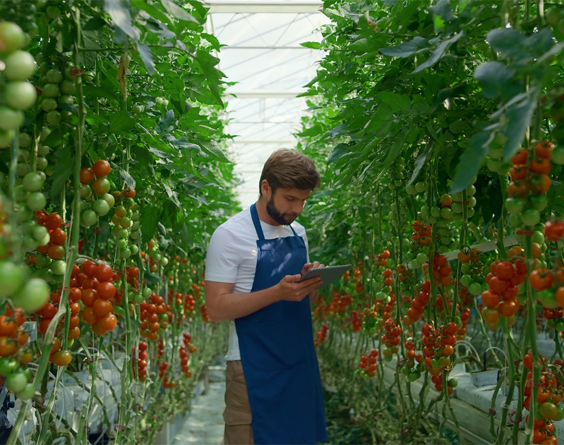 22501129891342-tomato-farm-with-worker-ag-thumbnail-16879881584417.png