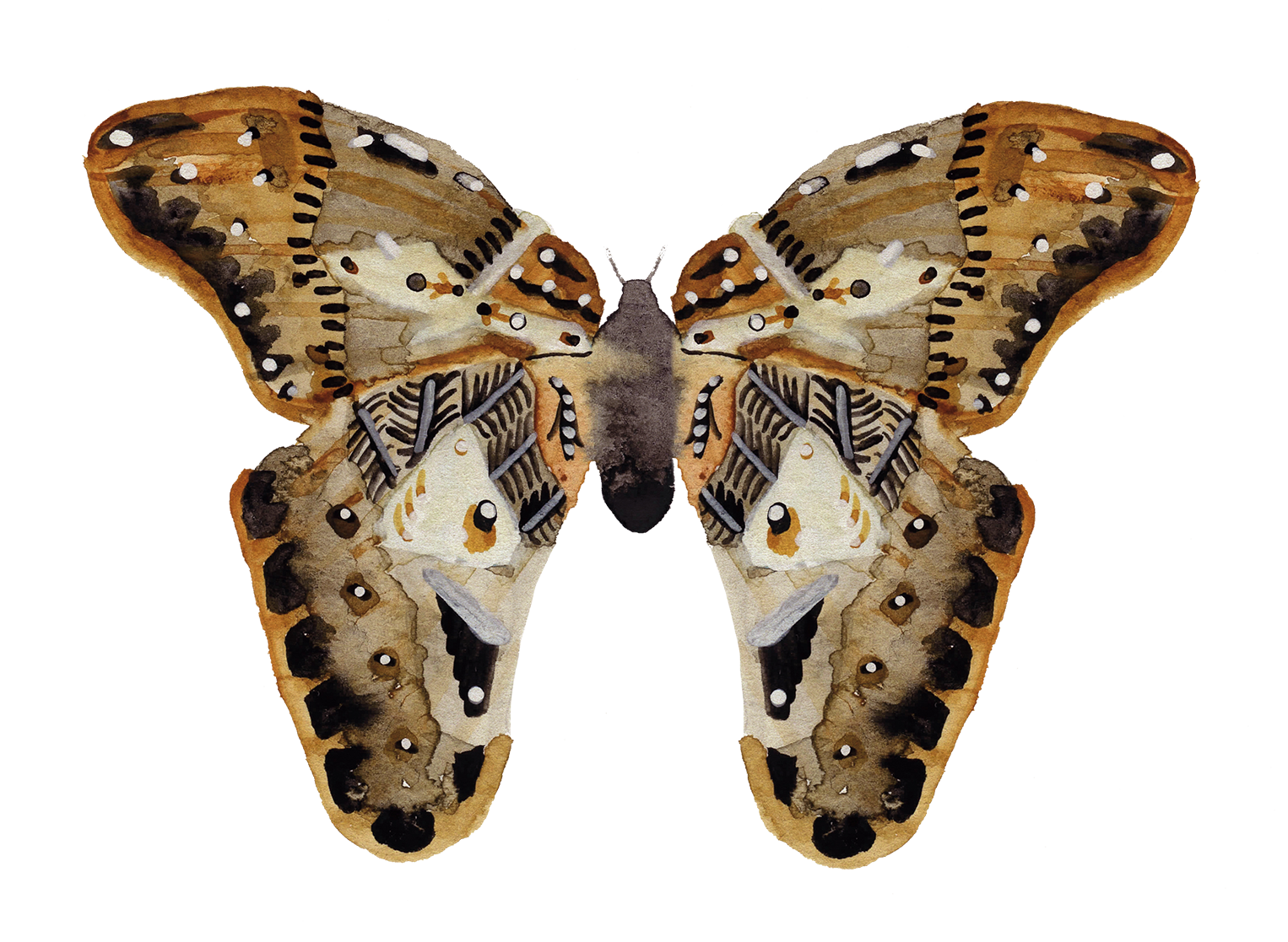 218-obie-and-fraer-butterfly-for-website-copysm-17425147804654.png