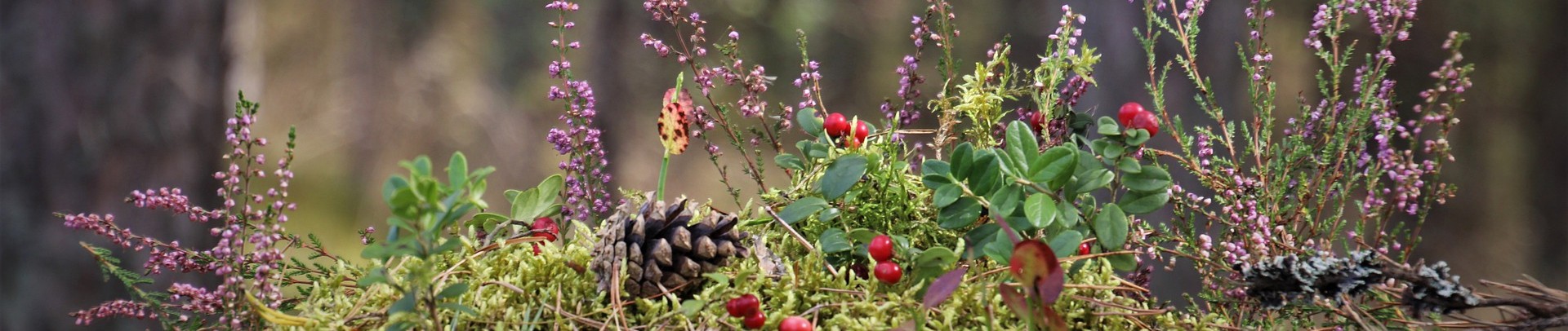 04921920406108-pine-cones-55928021920.jpg