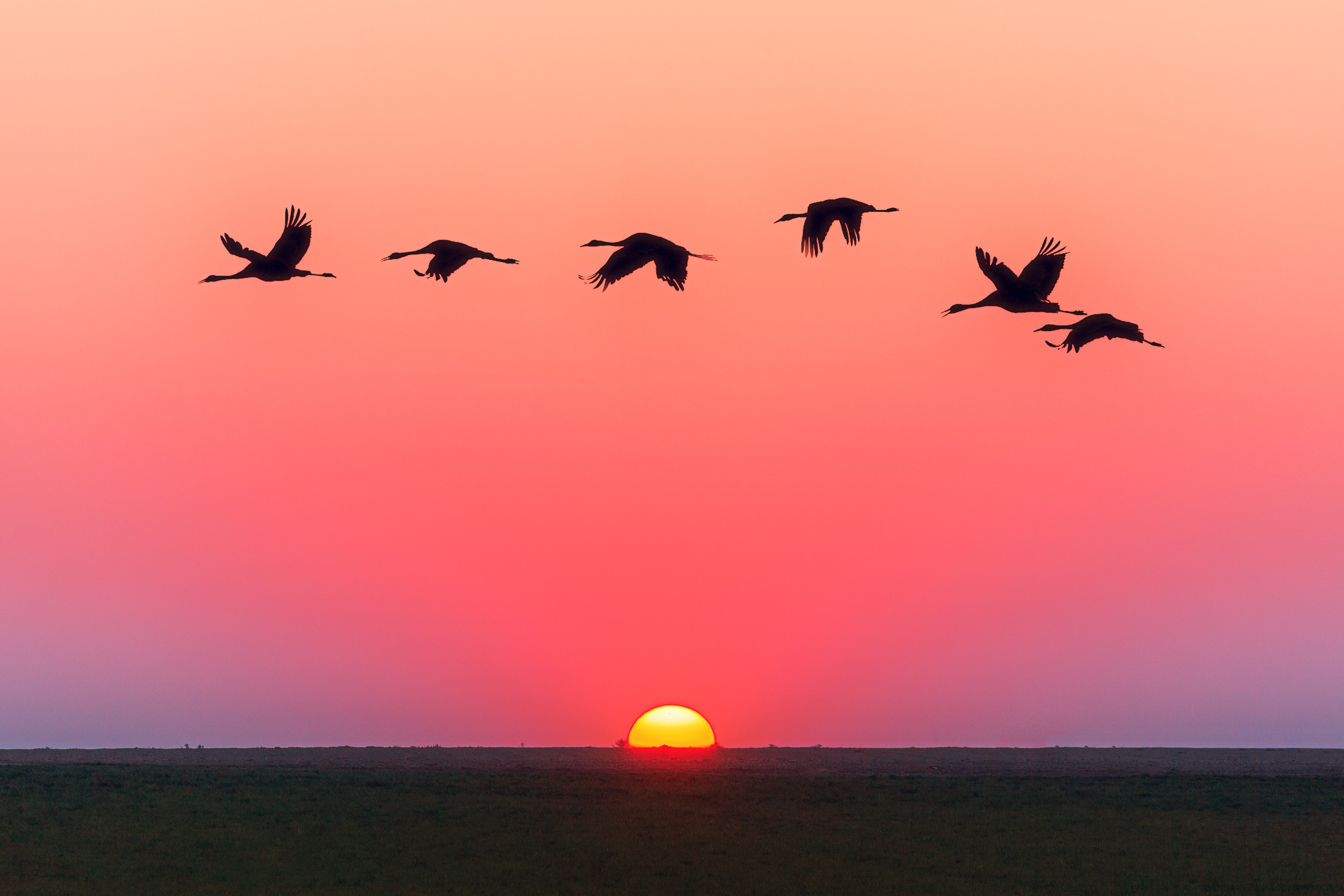 r8-birds-flying-over-body-of-water-during-golden-hour-1126384.jpg