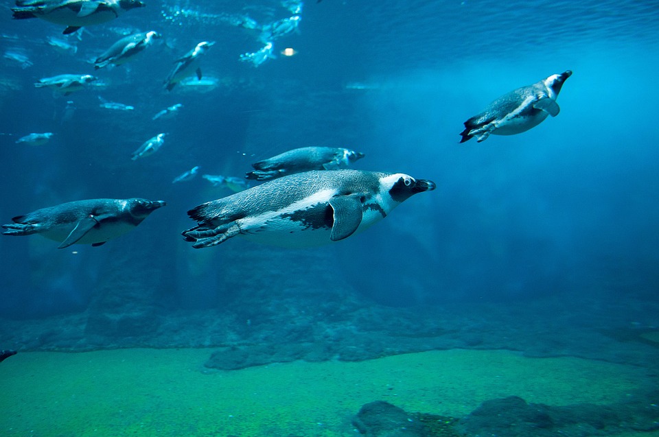 228-group-of-penguins-in-the-water-1-16613748851813.jpg