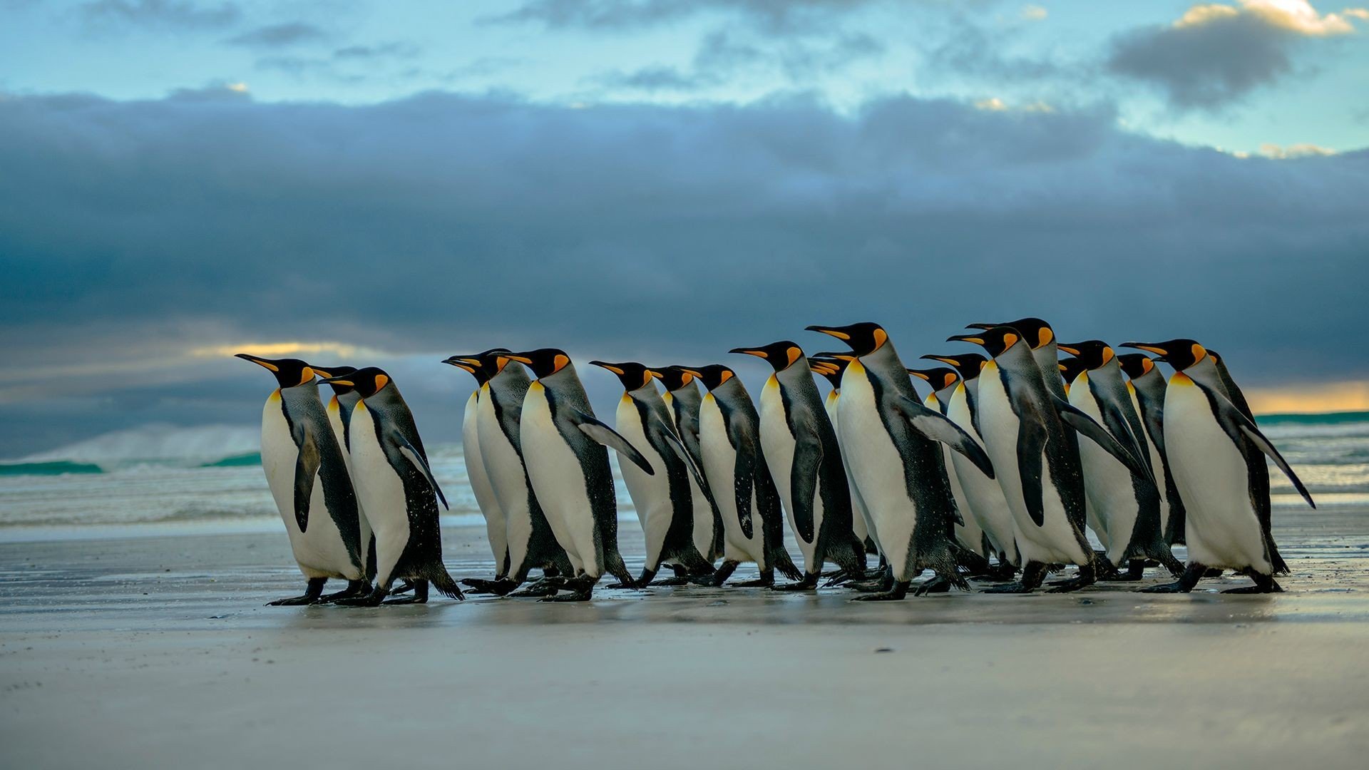 245-1920x1080-px-birds-penguins-1326533-wallherecom.jpg