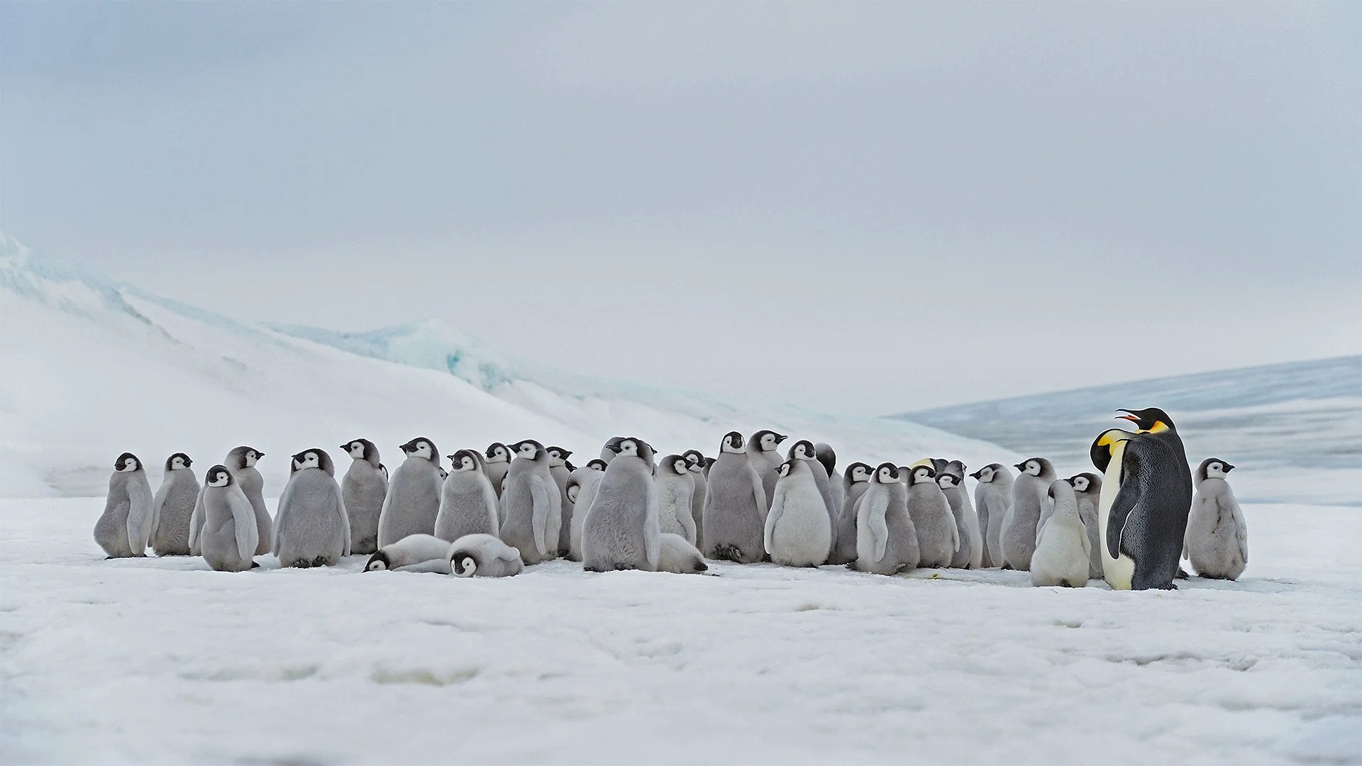 245-penguins-chillin.jpg