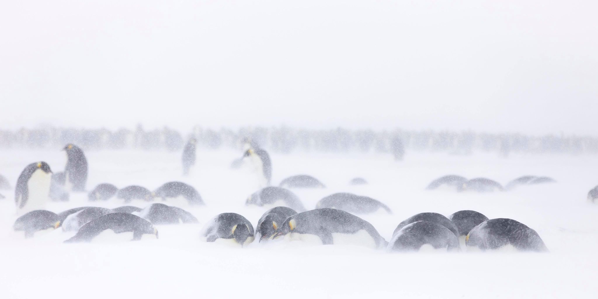 245-penguins-in-storm.jpg