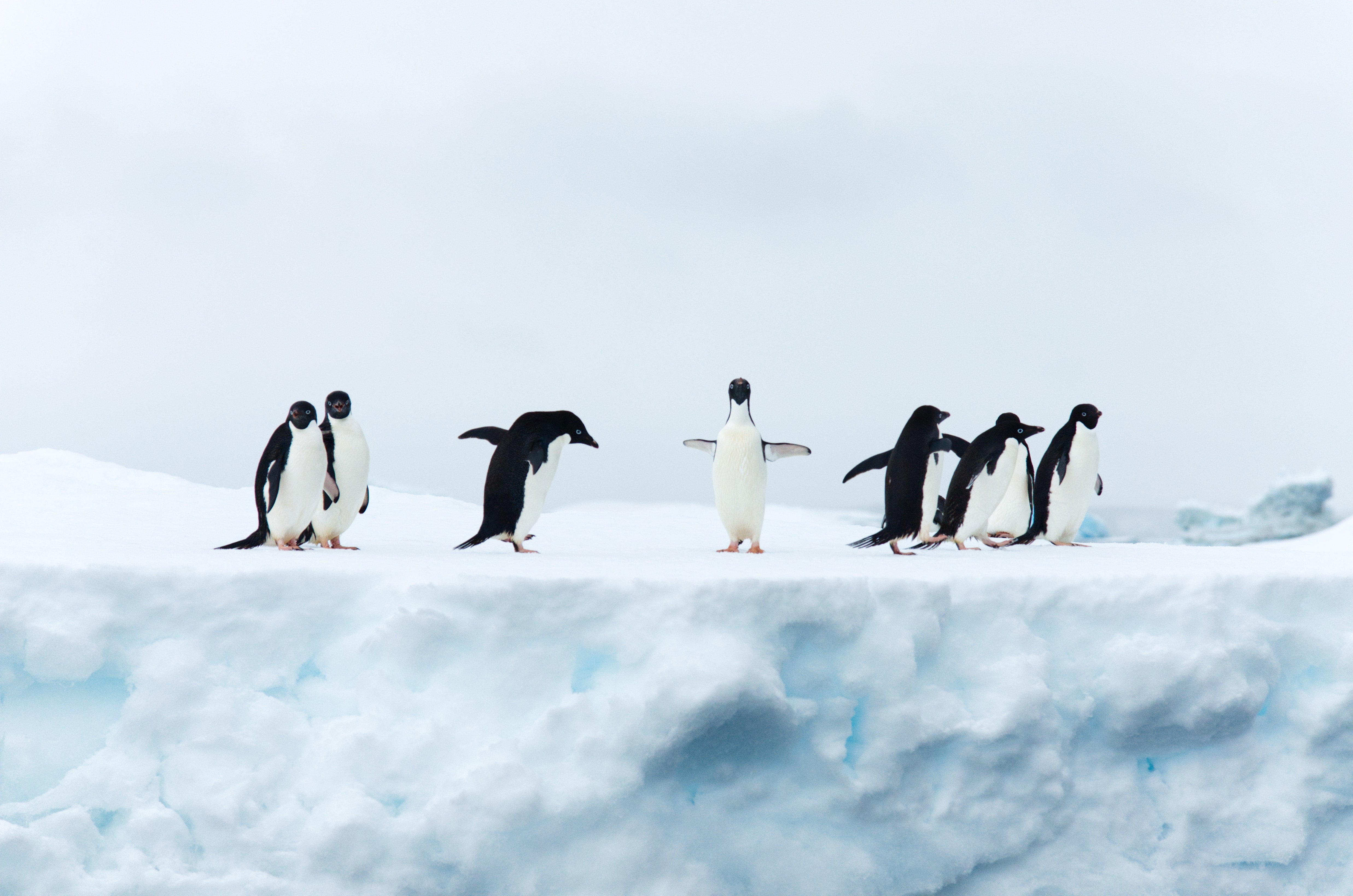 245-penguins-wallpaper.jpg