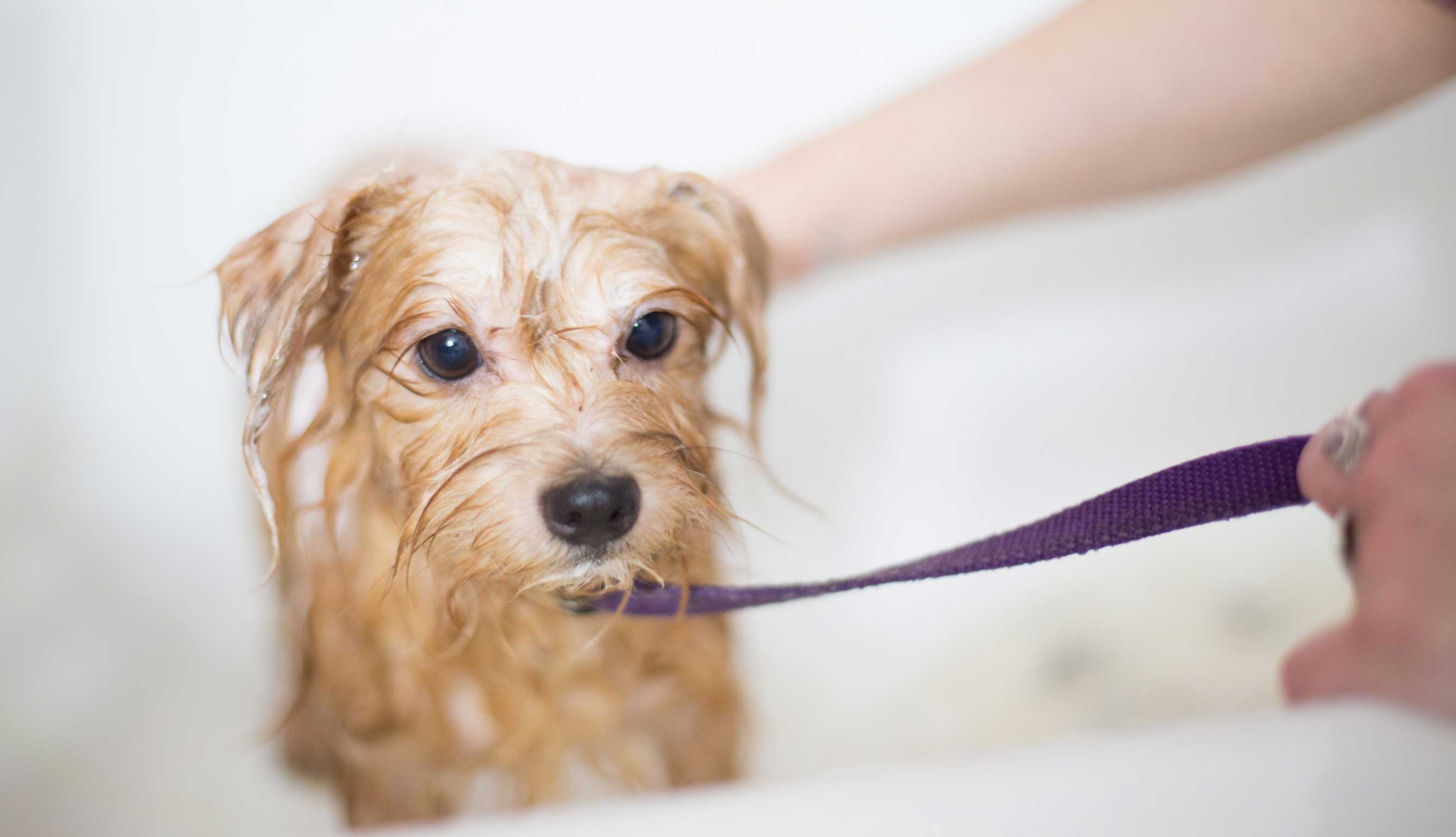 The Health Benefits of Dog Grooming! 