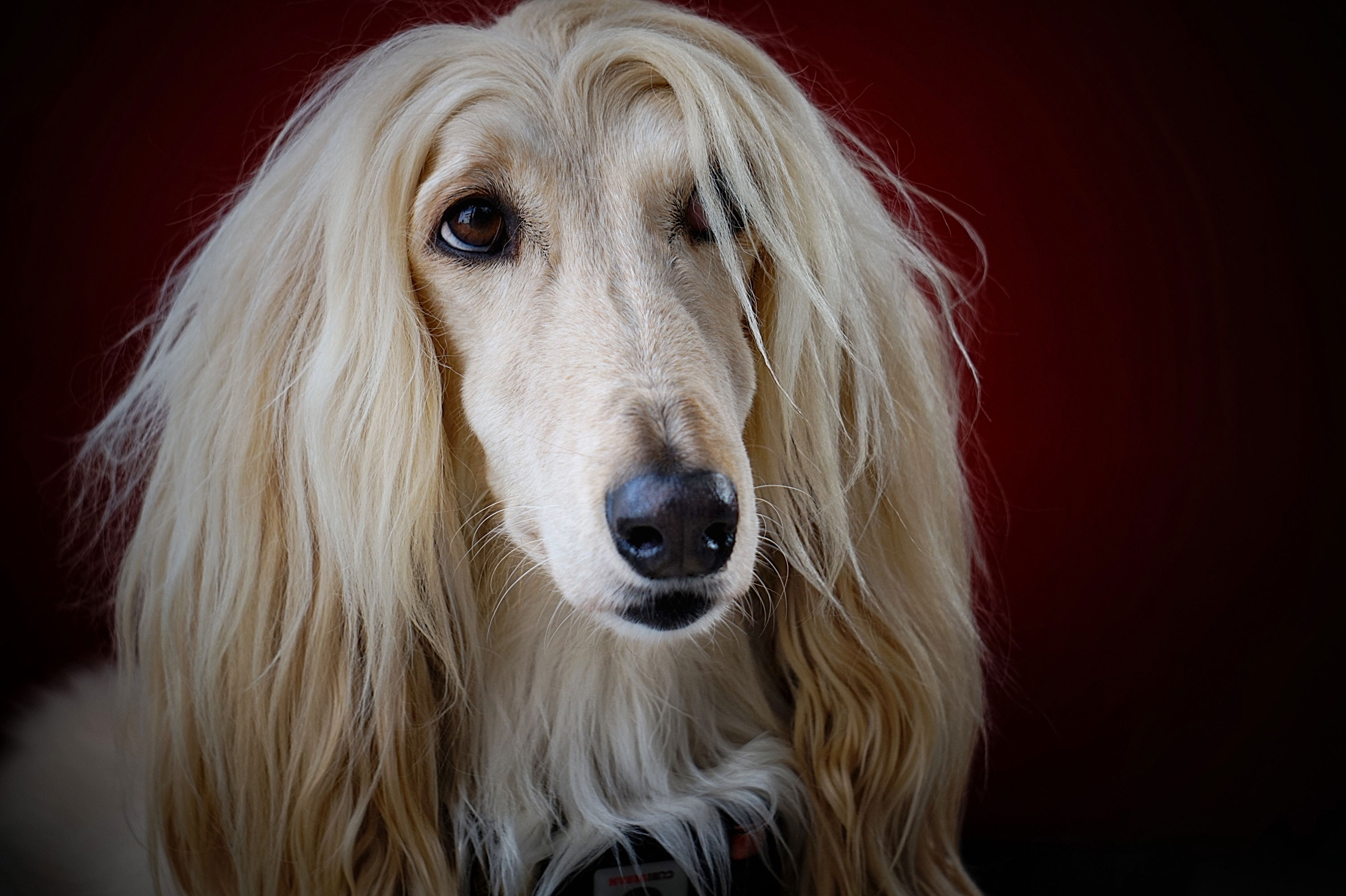 The Top 10 Most Expensive Dog Breeds the-top-10-most-expensive-dog-breeds