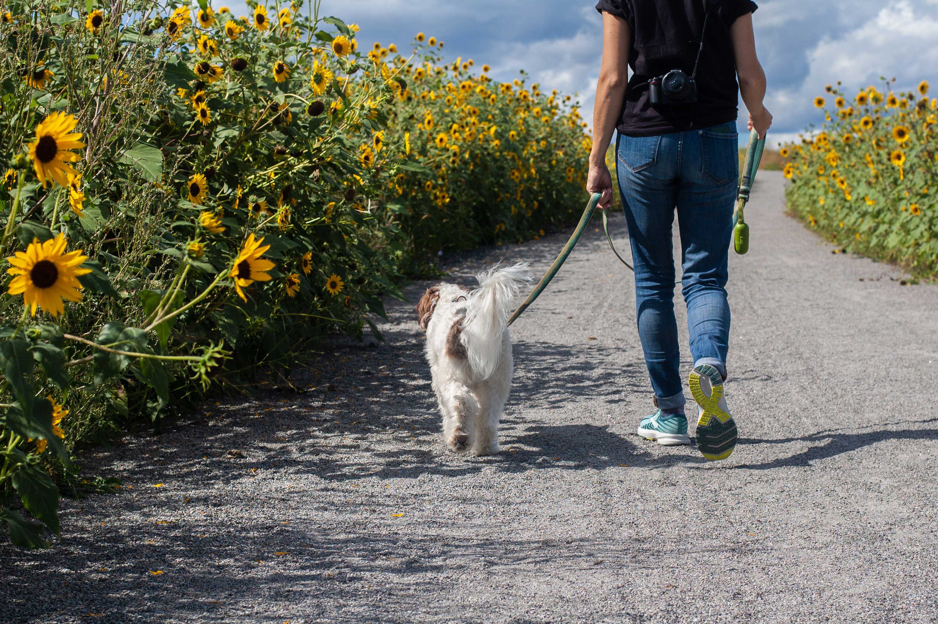 6 Reasons to walk your dog everyday! 