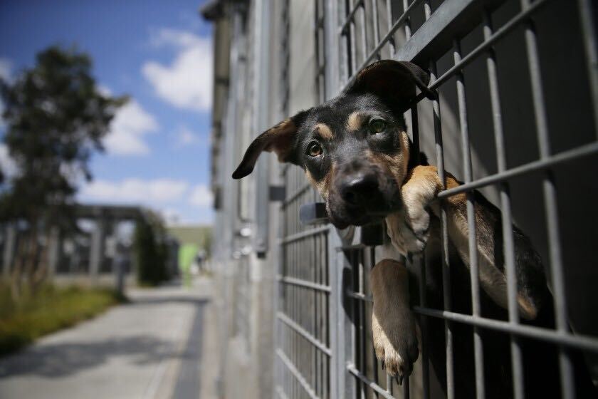 Dog in a shelter