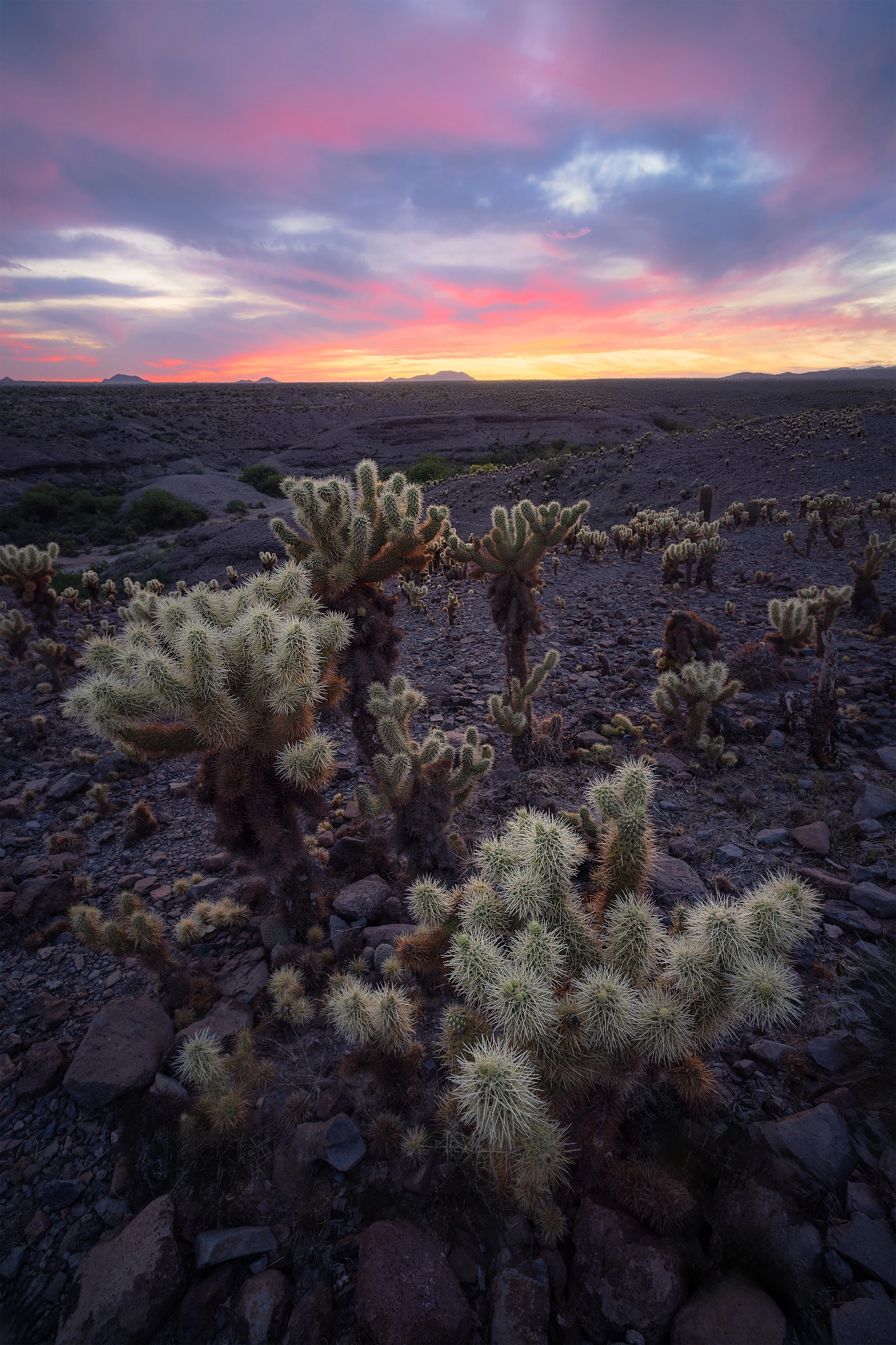 1673-capstonechollasunset-17459660760481.jpg