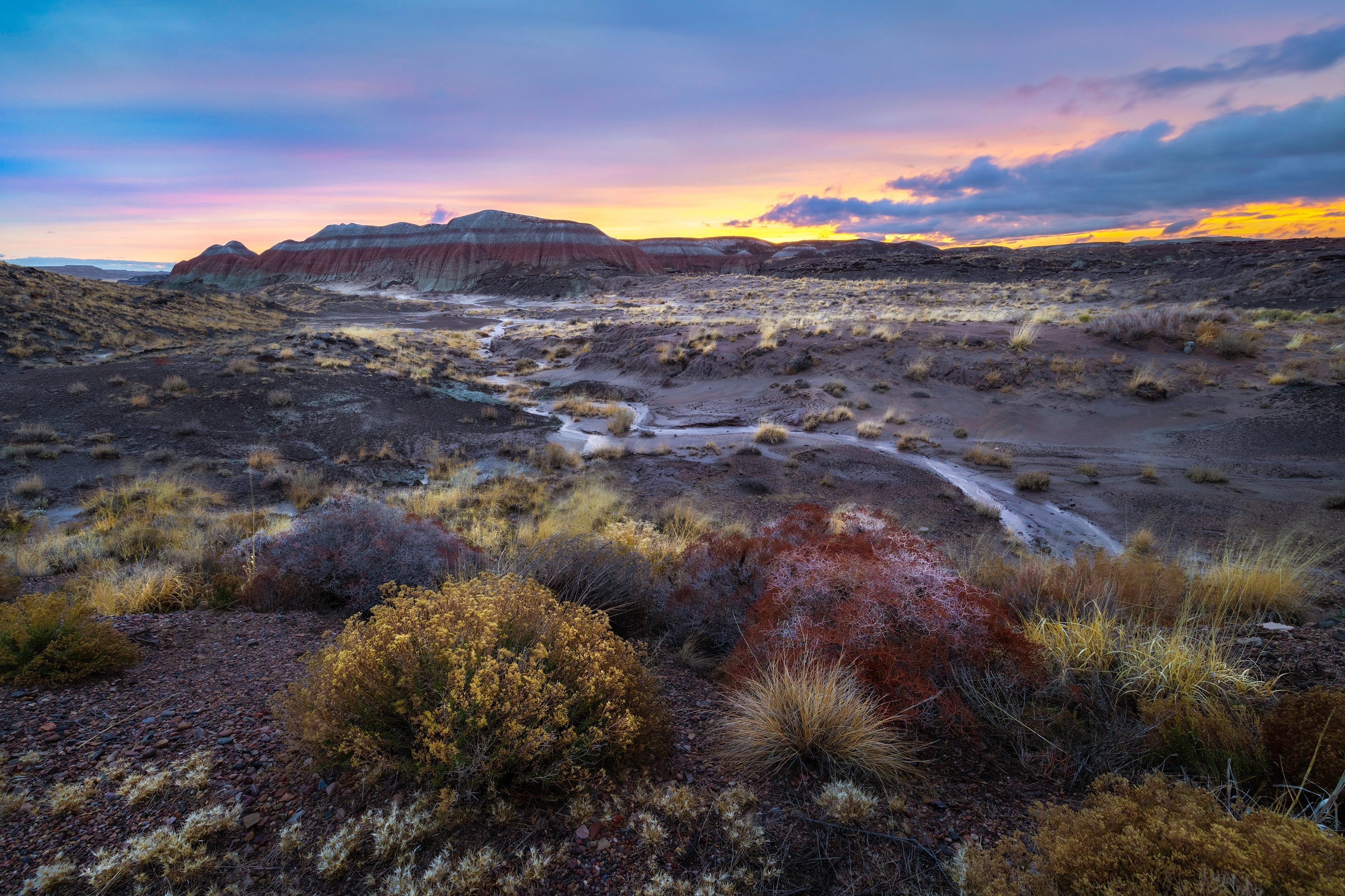 1673-capstonepetrifiedforest-17459660759439.jpg