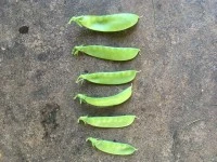 513-peas-17021451570176.jpg