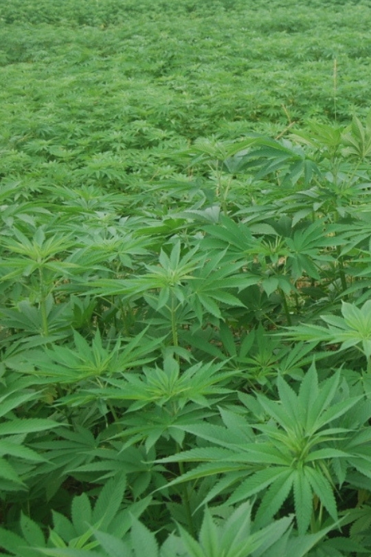 5 reasons for hemp in sports apparel