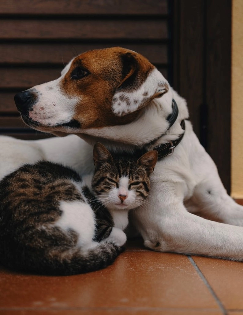 139-dog-and-cat.jpg