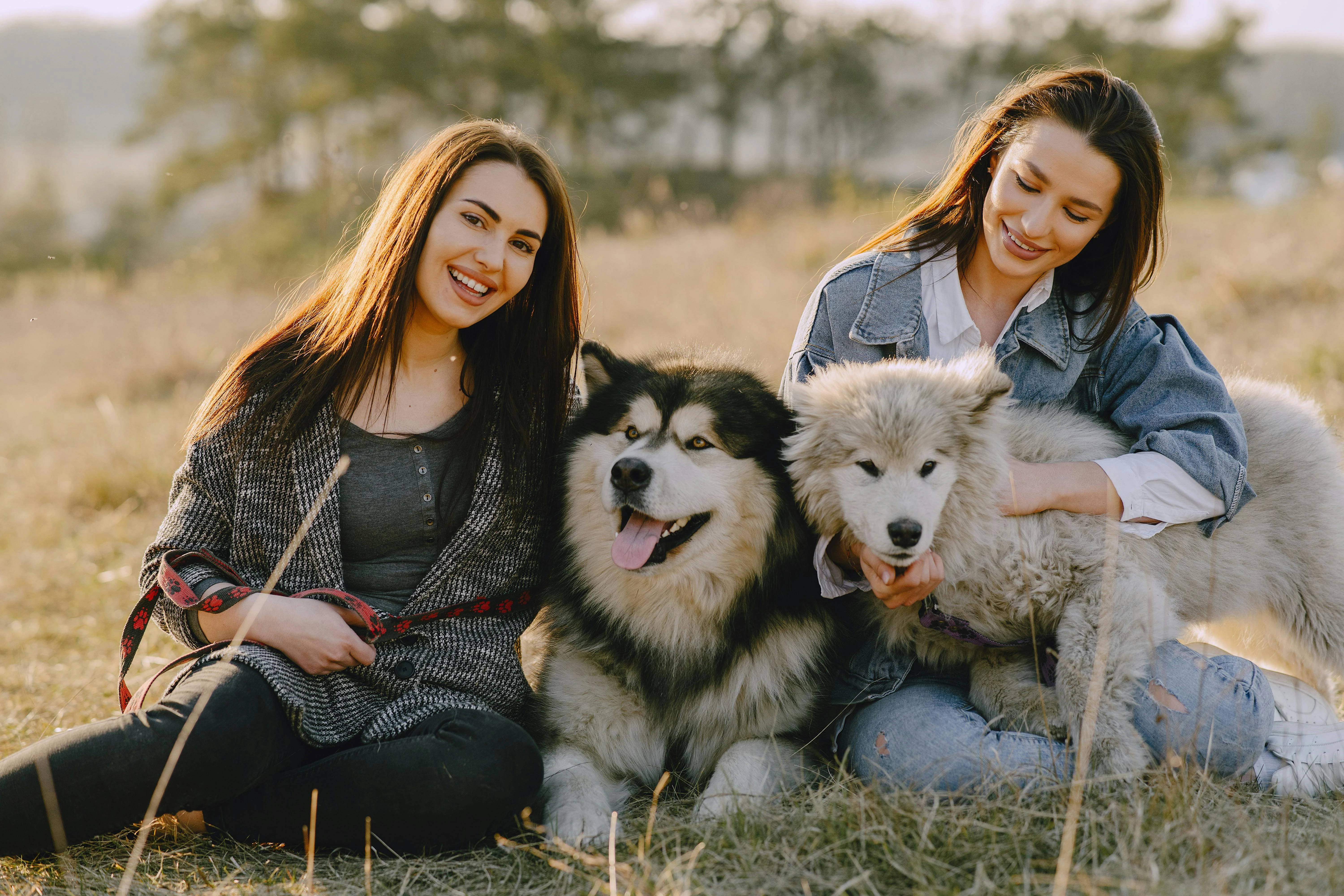 Two happy dogs