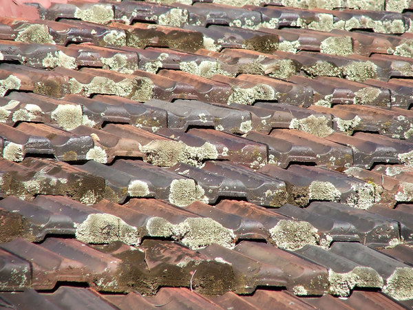 terracotta tiled roof lichen 308-lichen-roof.jpg