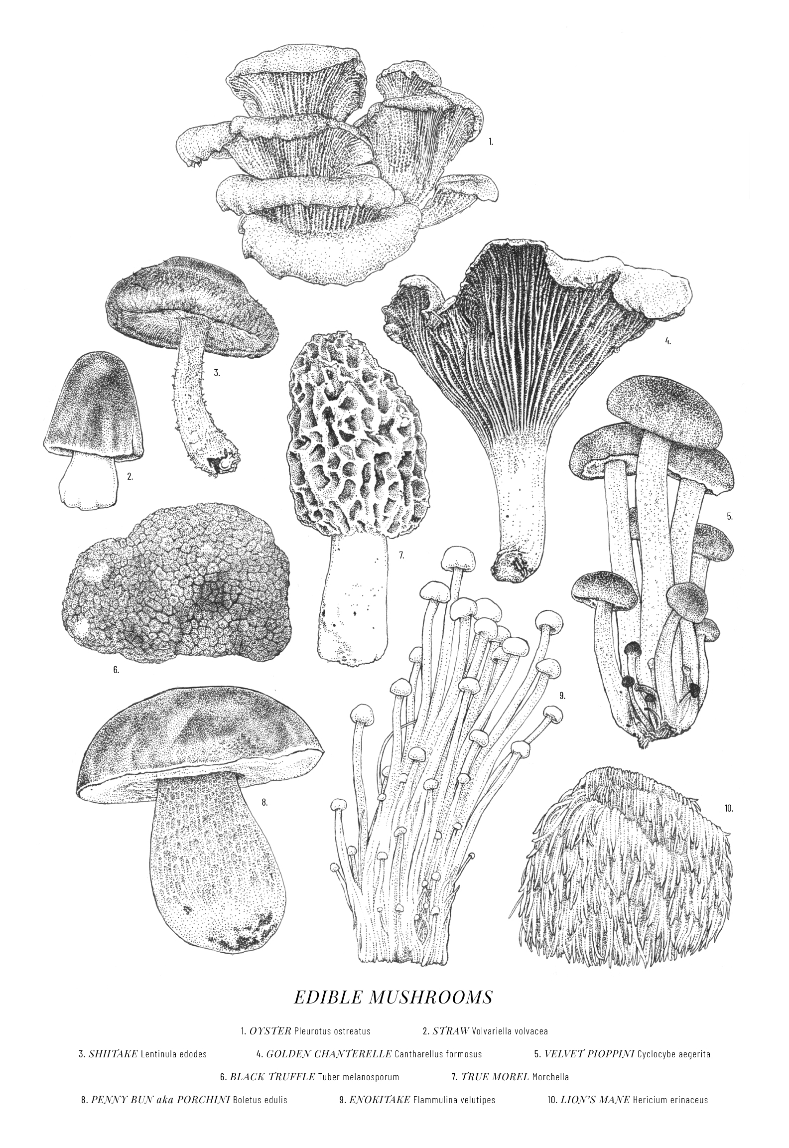 23-mushroomsposter.jpg