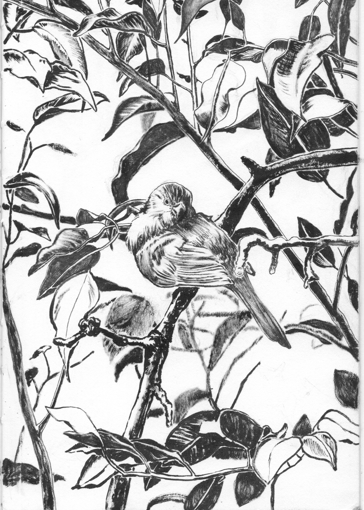 29-bird-print.jpg