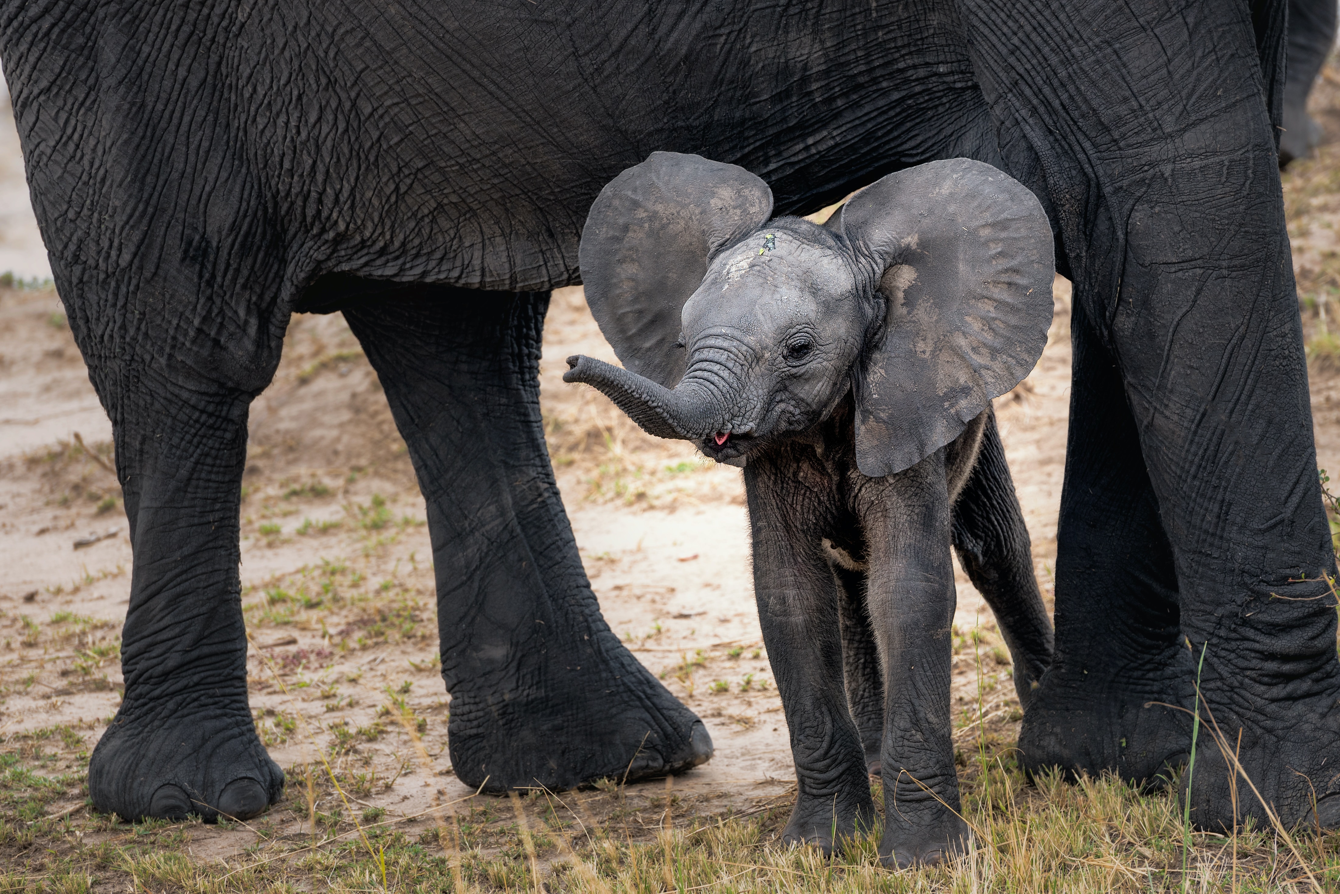 r83-knysna-elephant-park-17054898189553.jpg