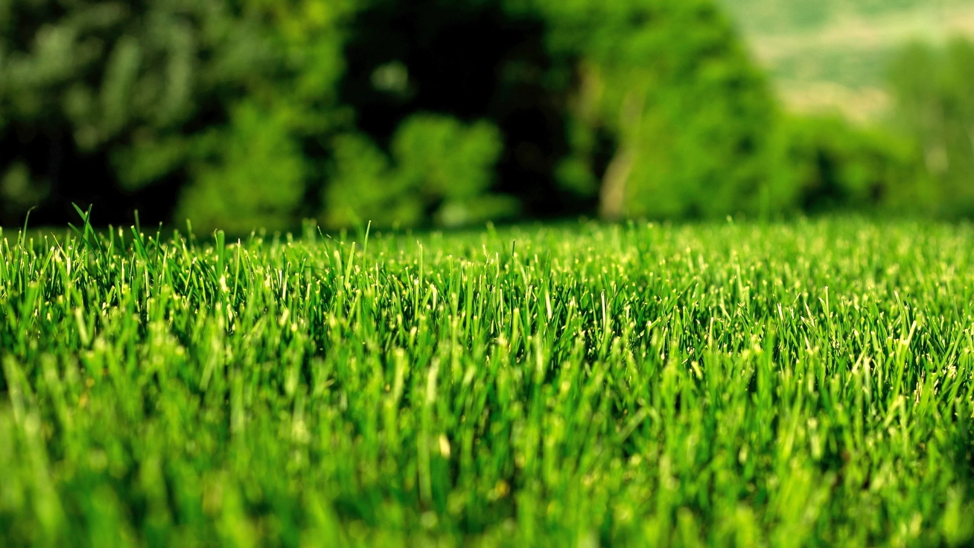 r83-grassbg01-15963065385563.jpg
