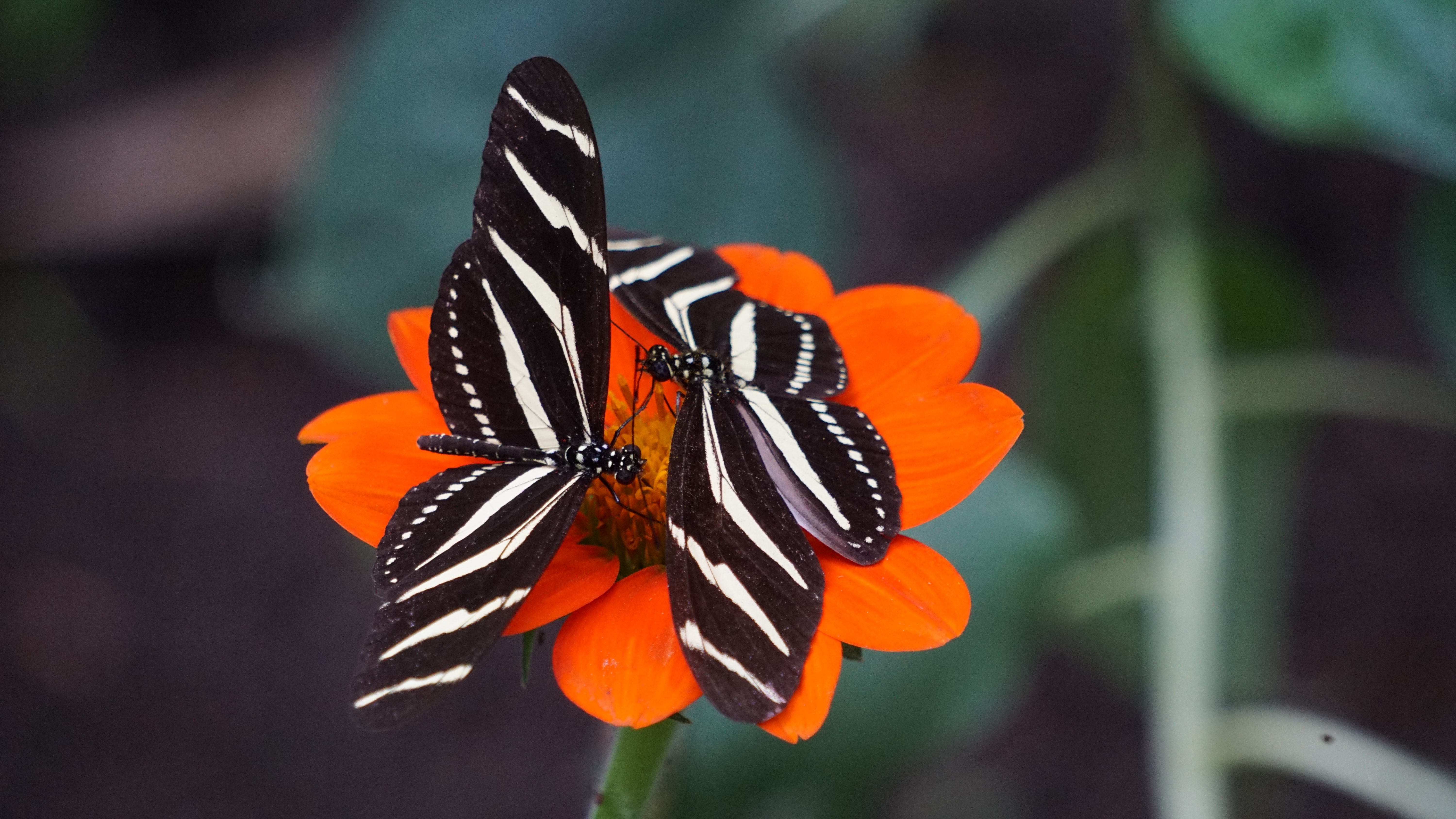 One Day I Will Get My Wings