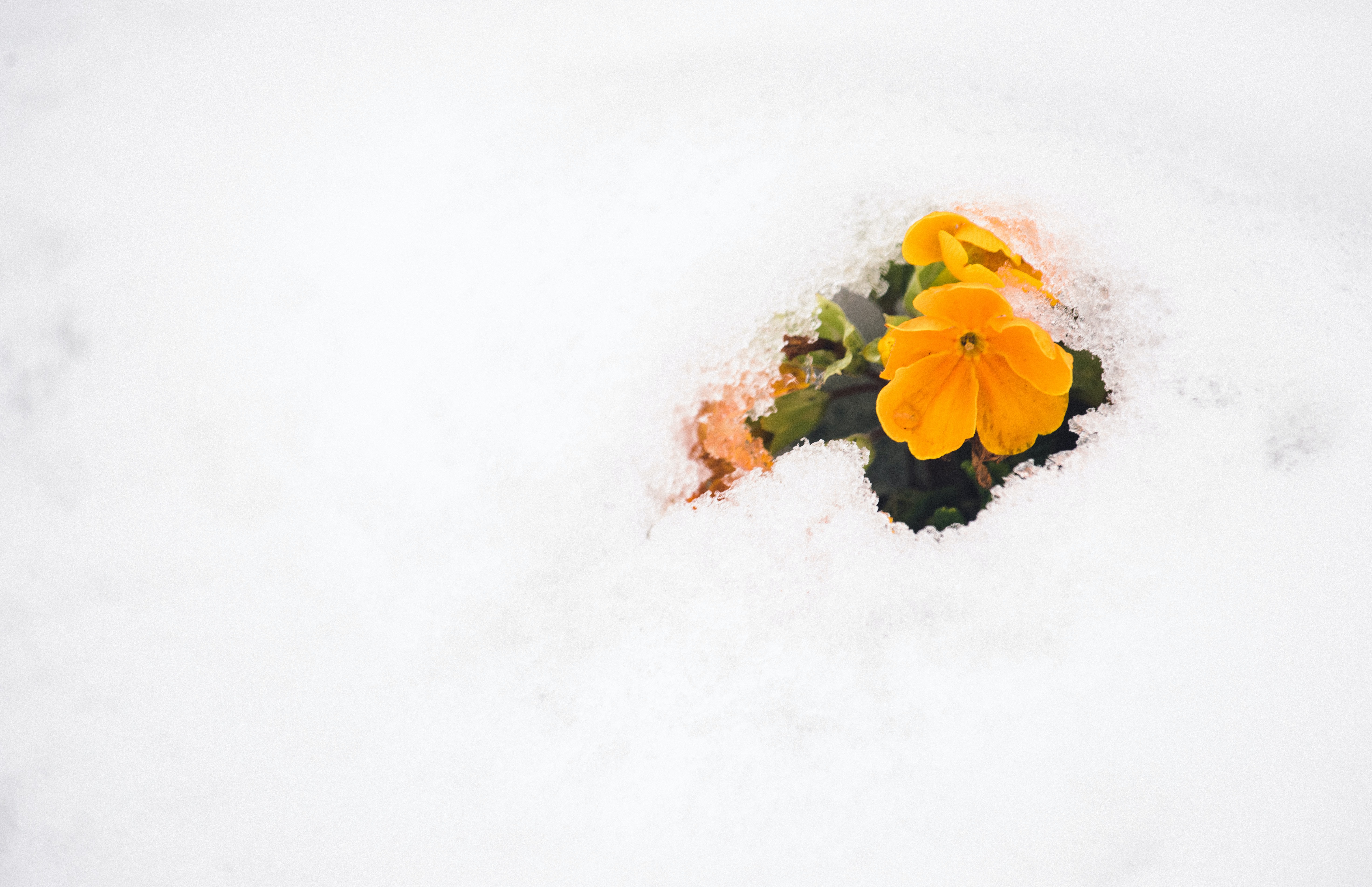 Winter and Spring at the Same Time