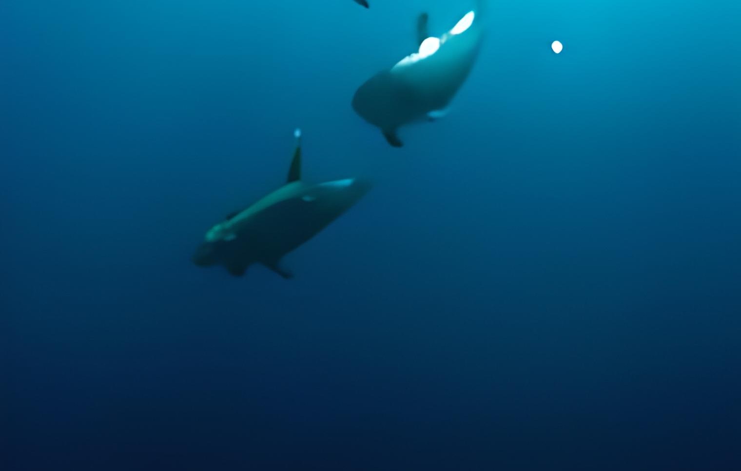 02711520966474-zyro-image-19-1656490776442.png
