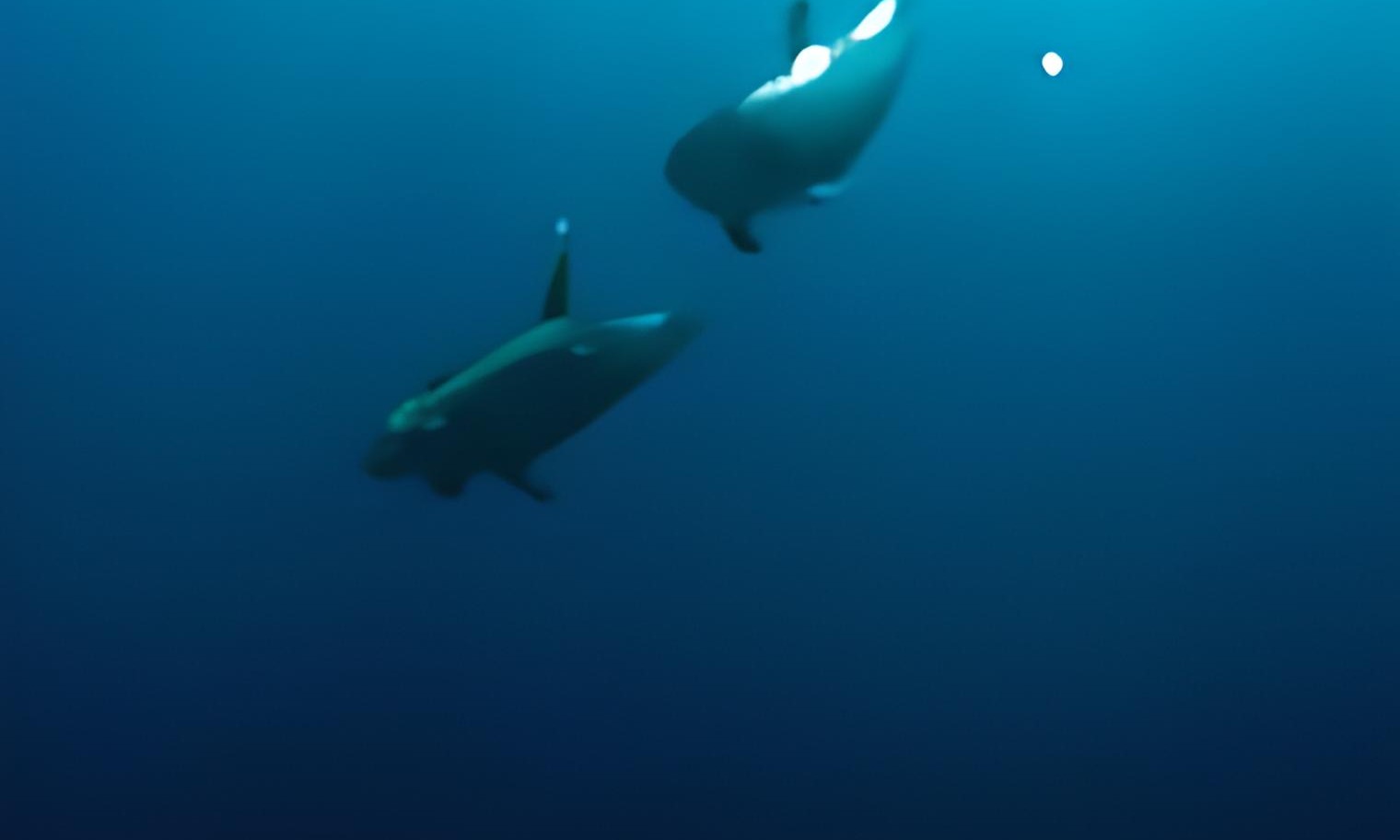02981520912493-zyro-image-19-16565559725922.png